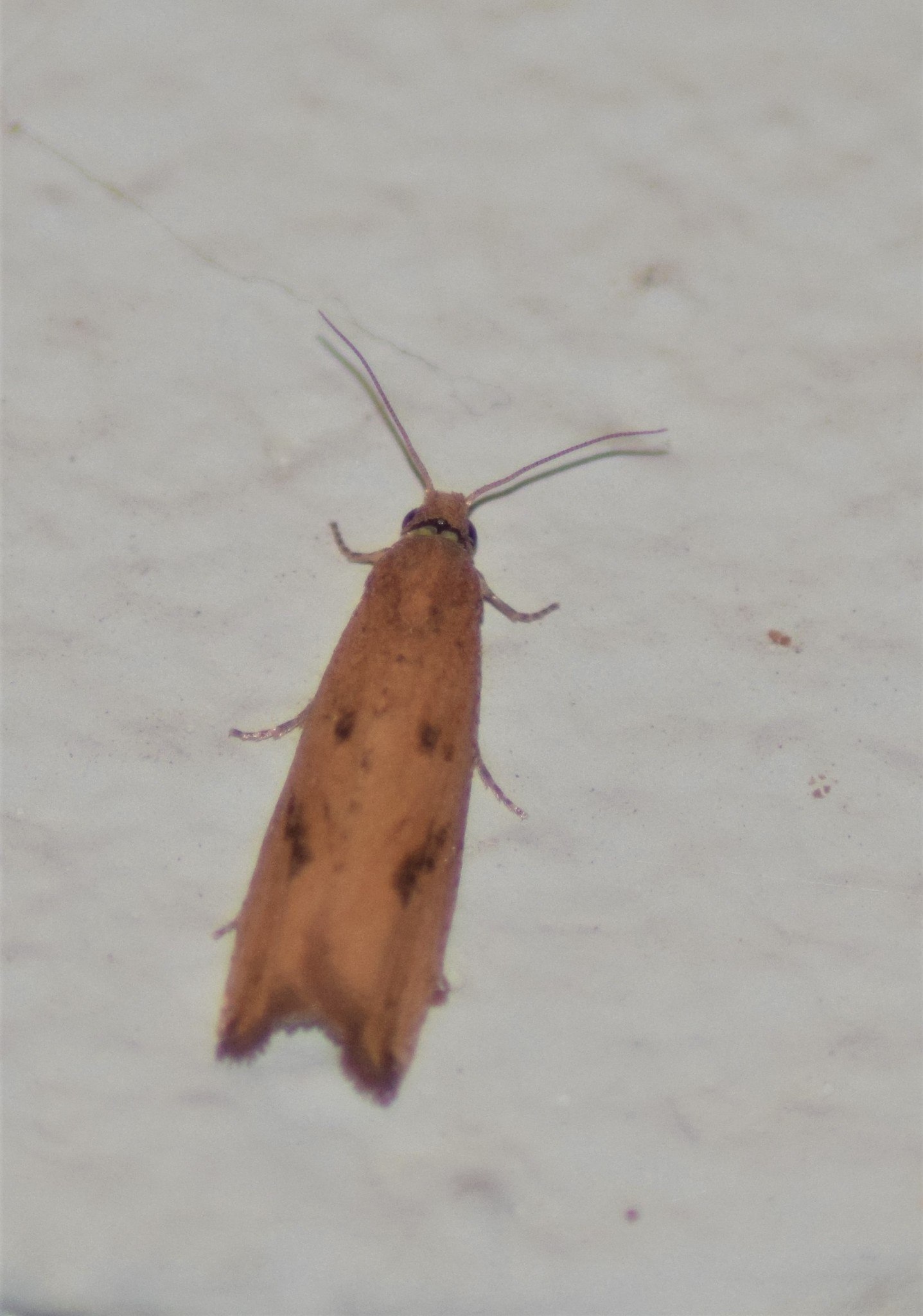 Bactra bactrana
