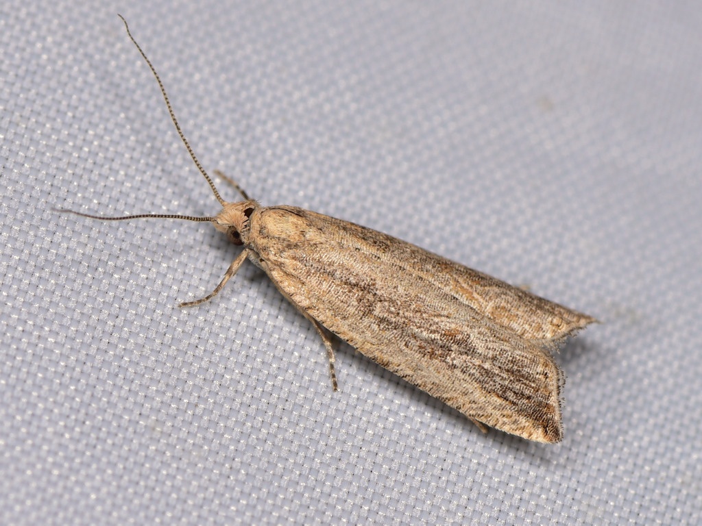 Bactra bactrana