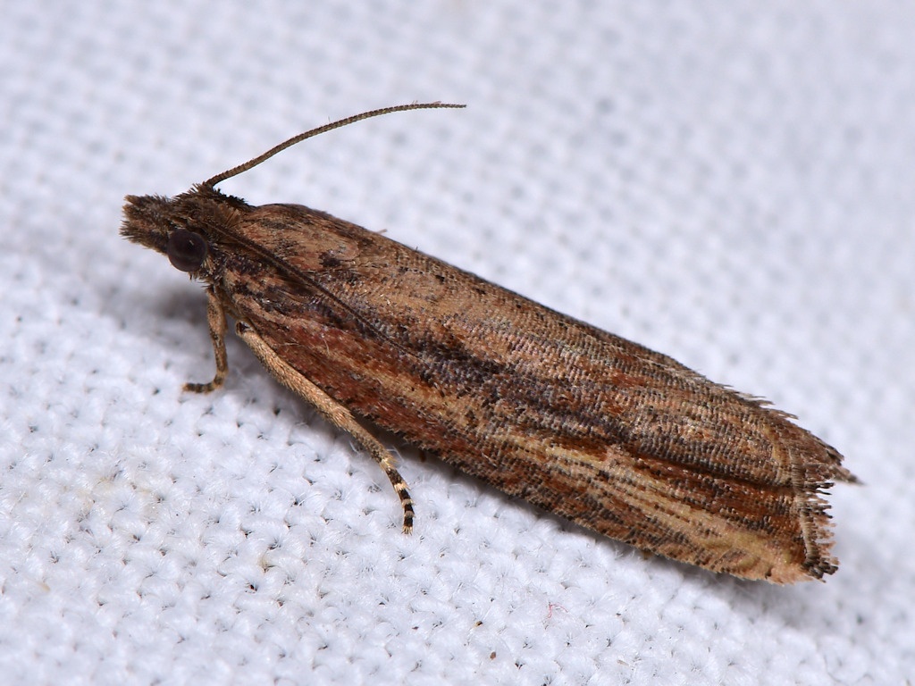 Bactra bactrana