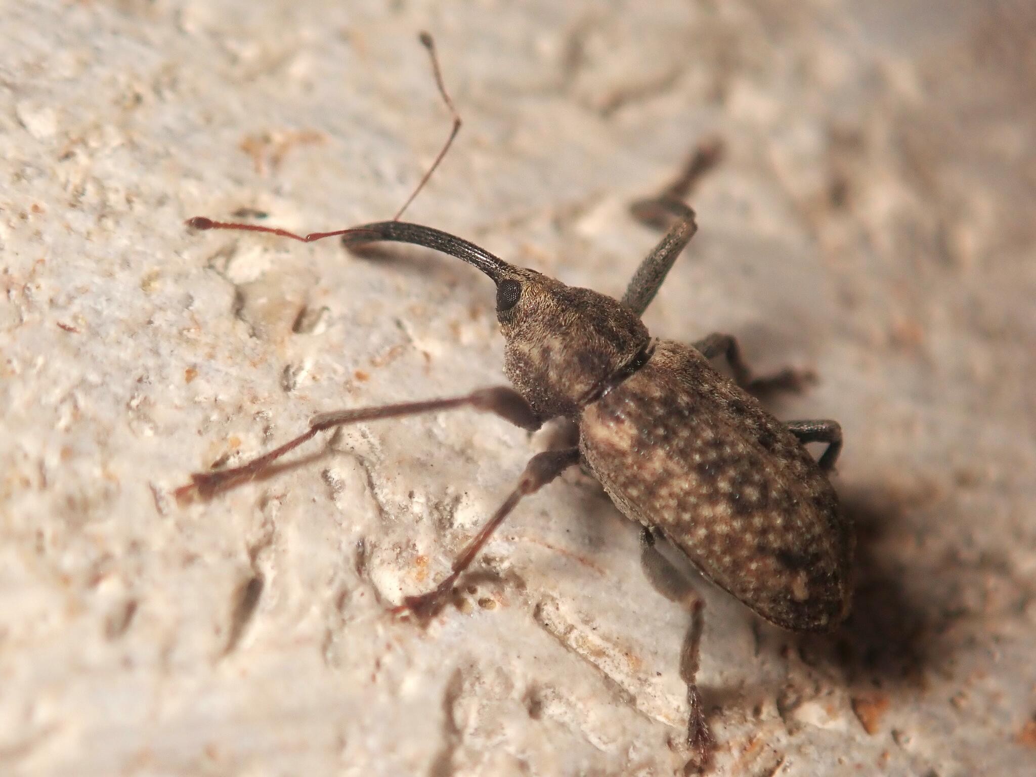 Dorytomus