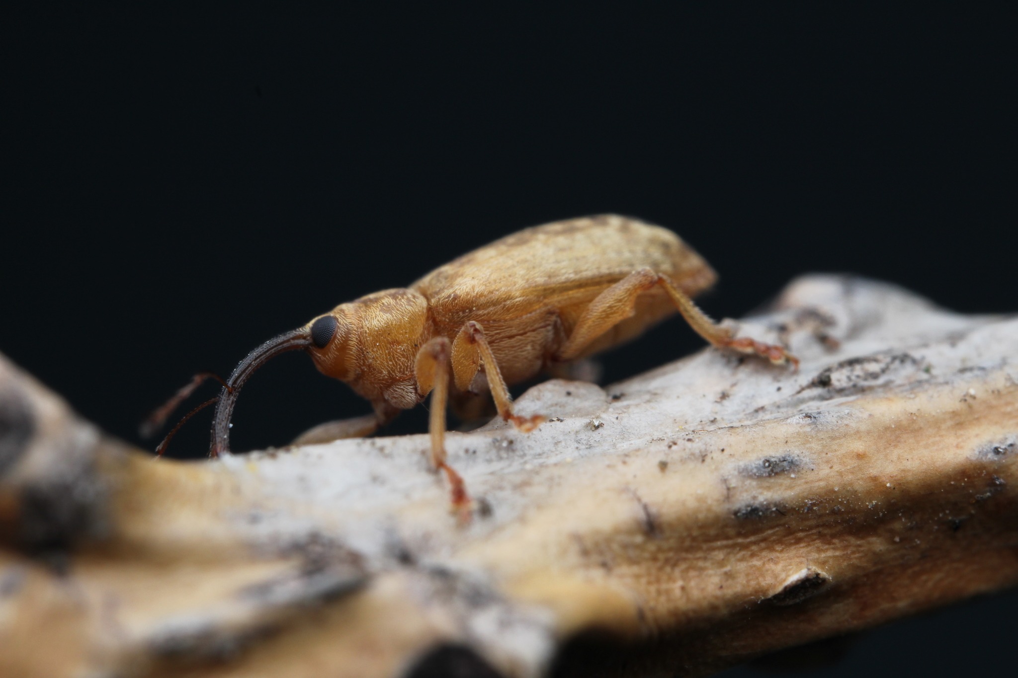 Dorytomus