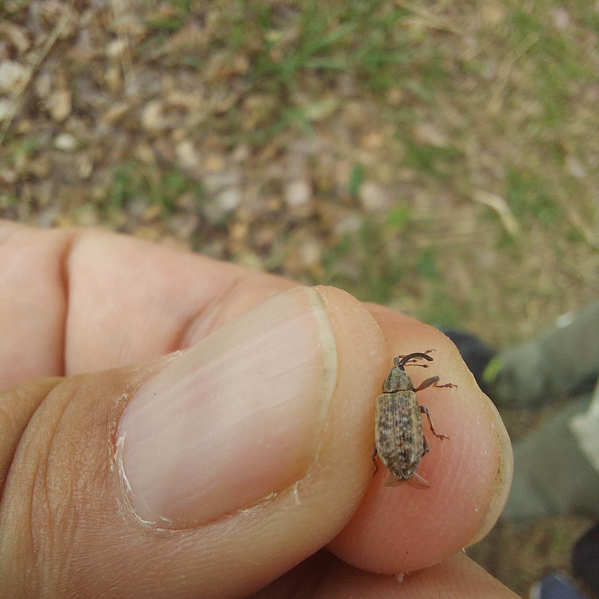 Dorytomus