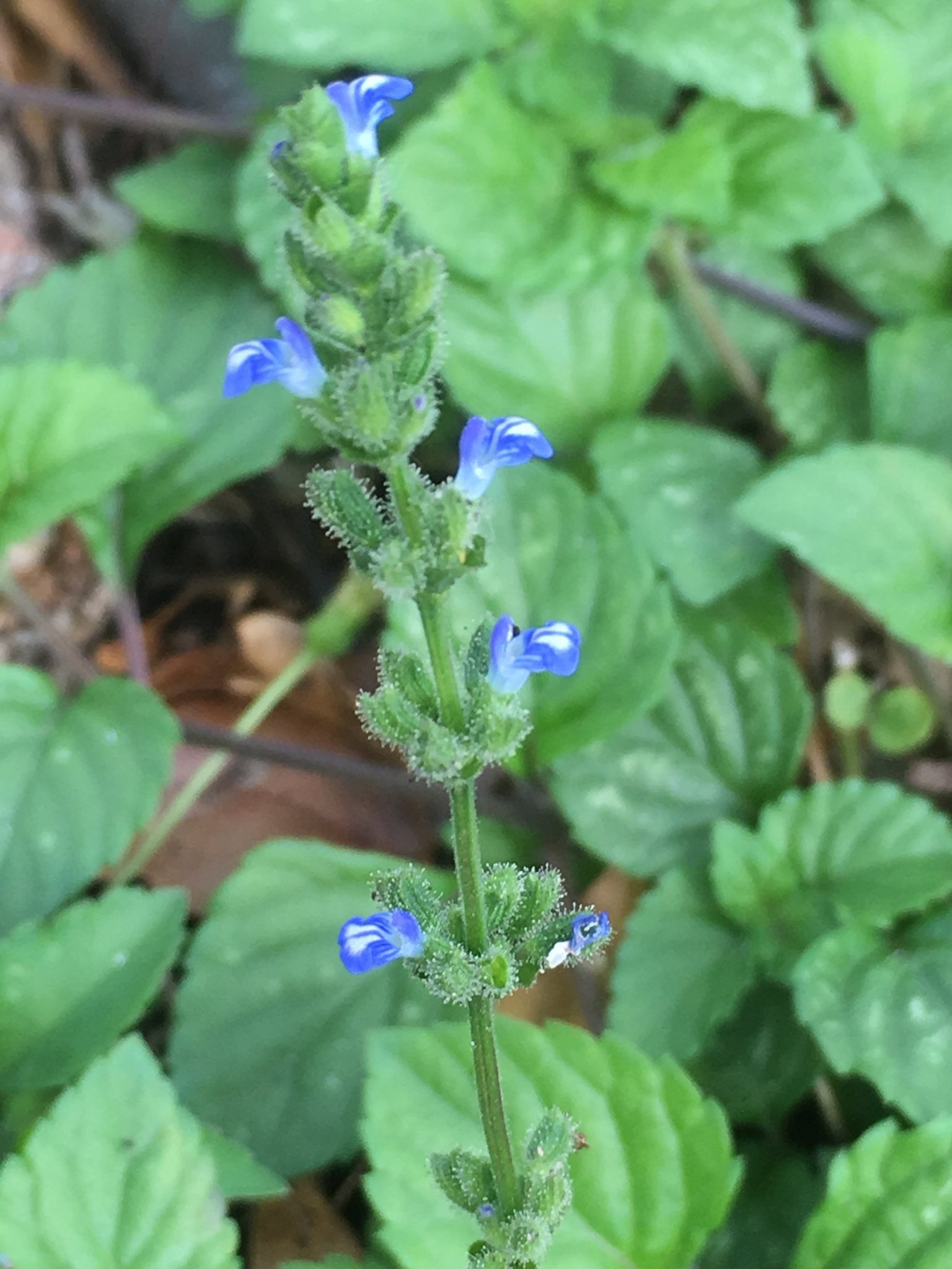 Salvia occidentalis