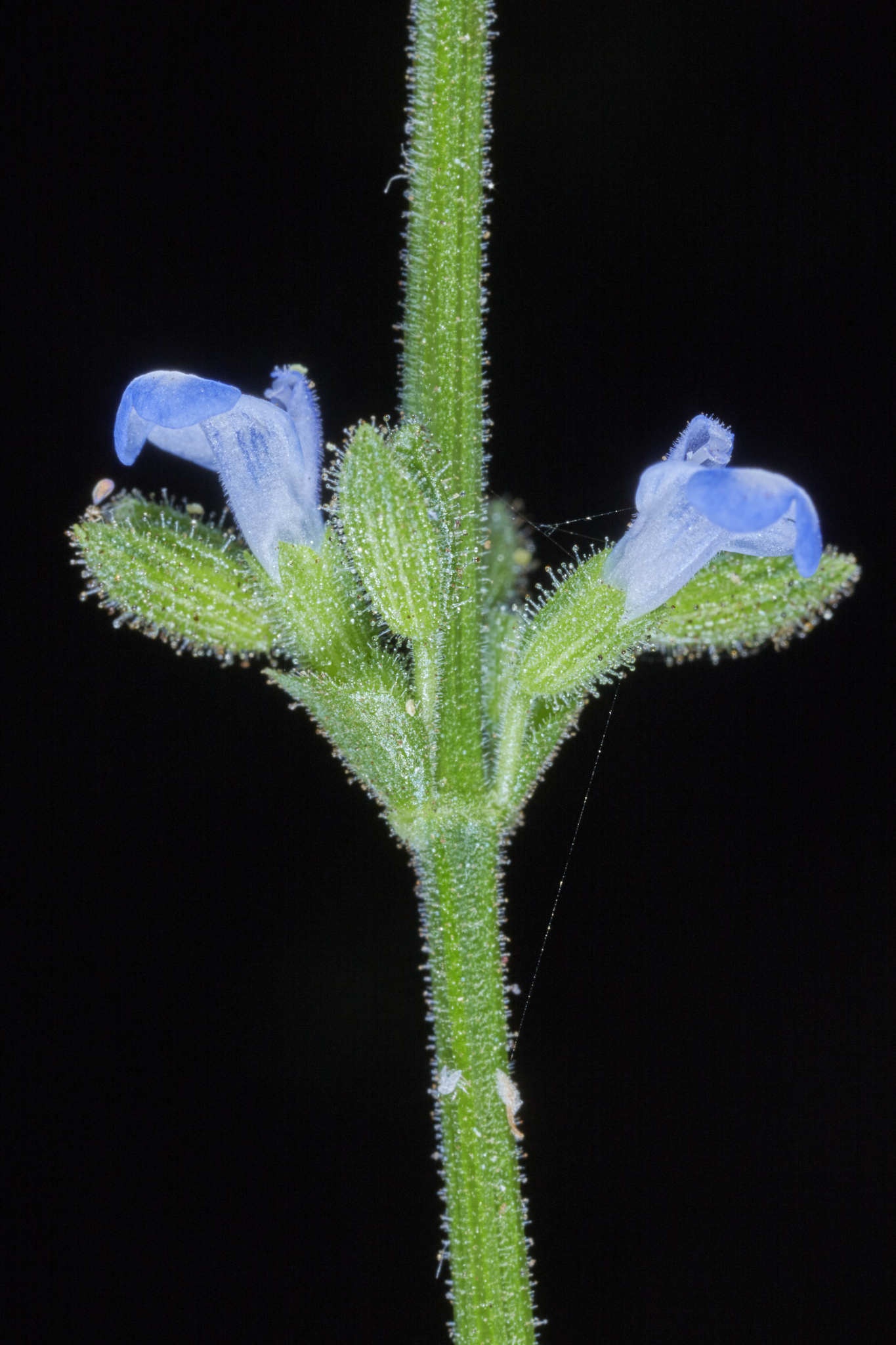 Salvia occidentalis