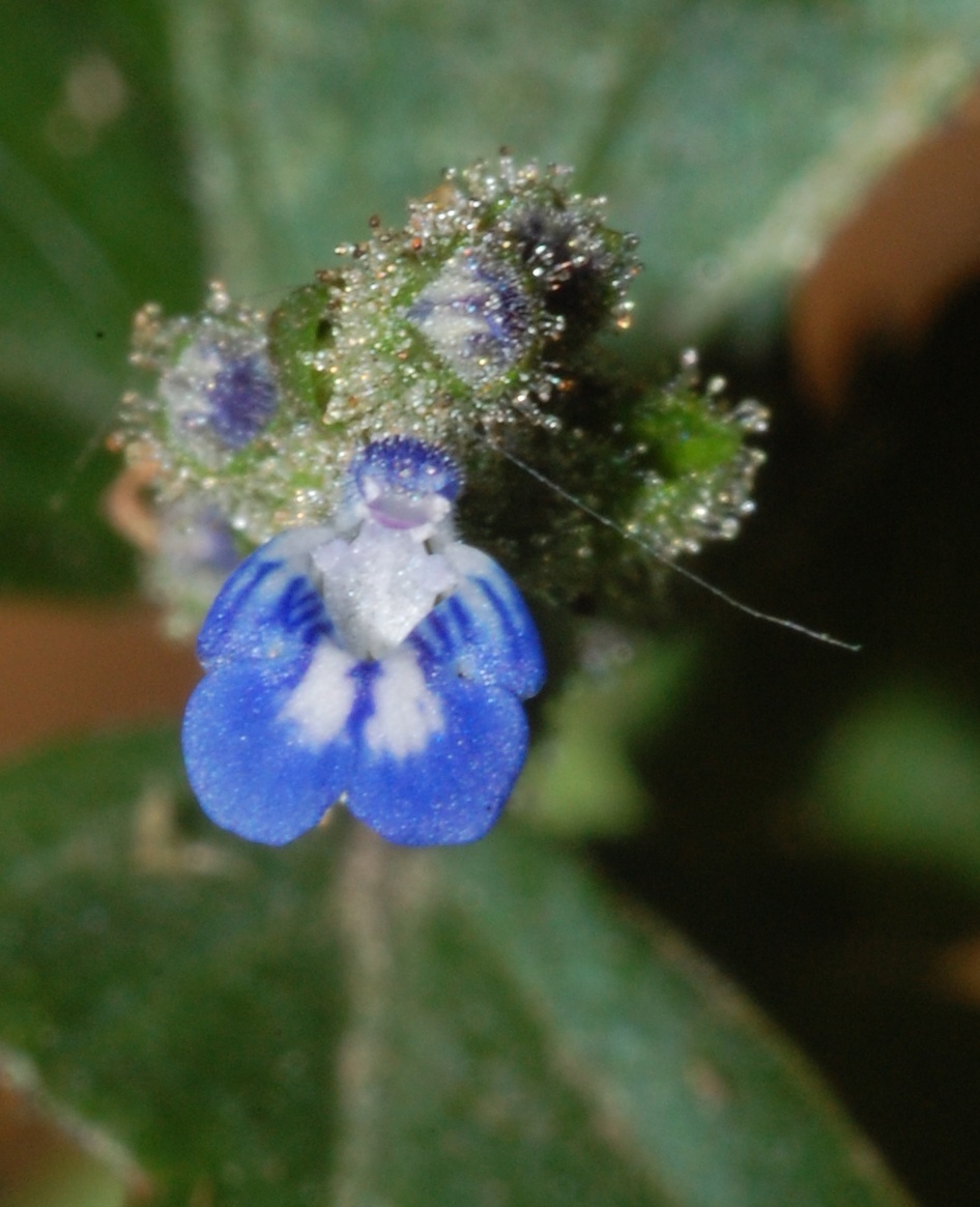 Salvia occidentalis