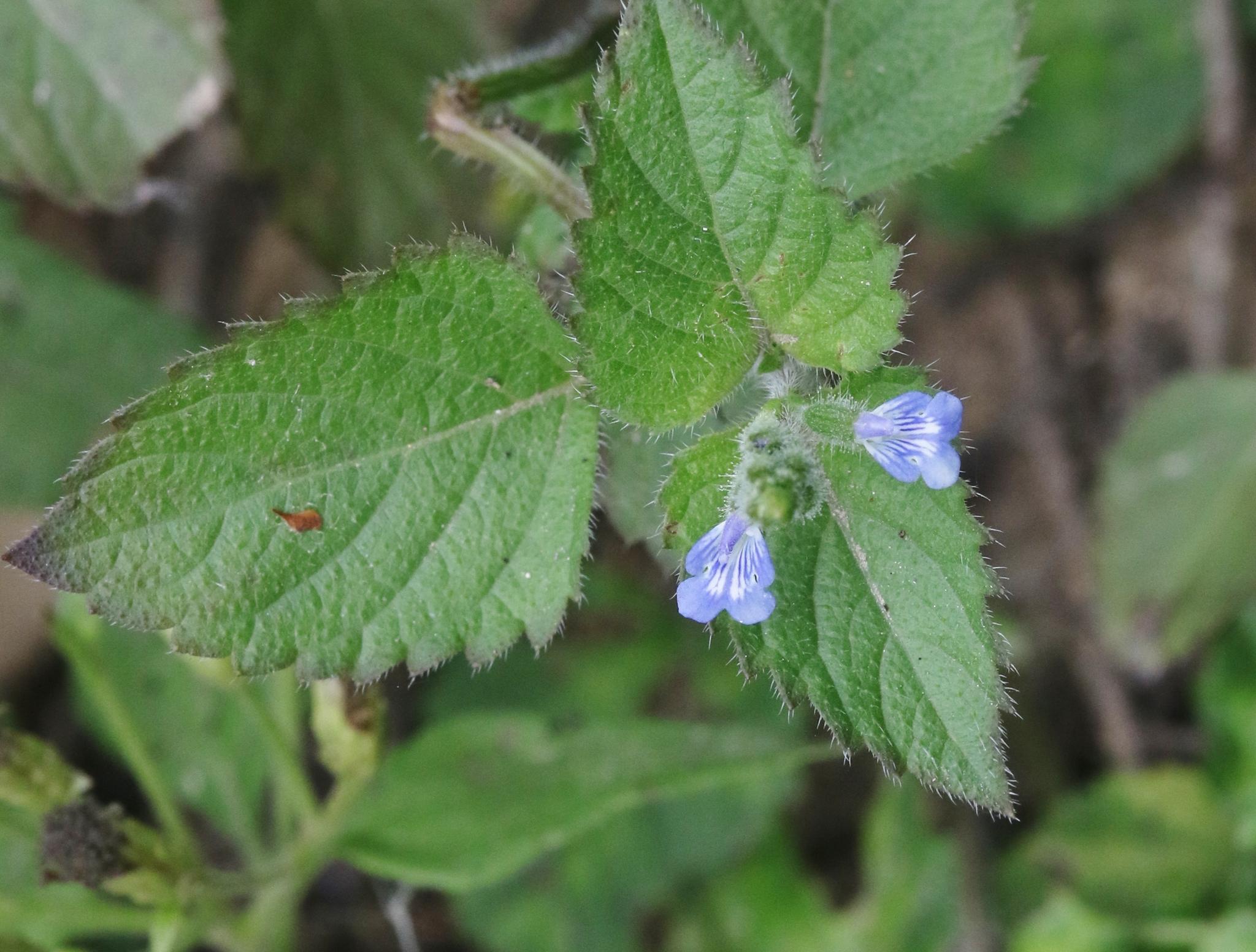 Salvia occidentalis