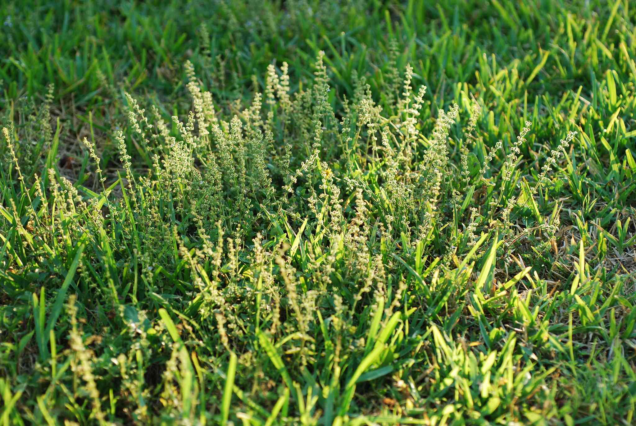 Salvia occidentalis