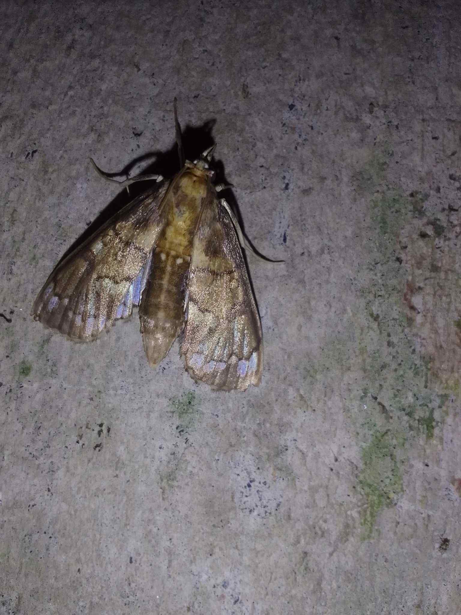 Megastes pusialis