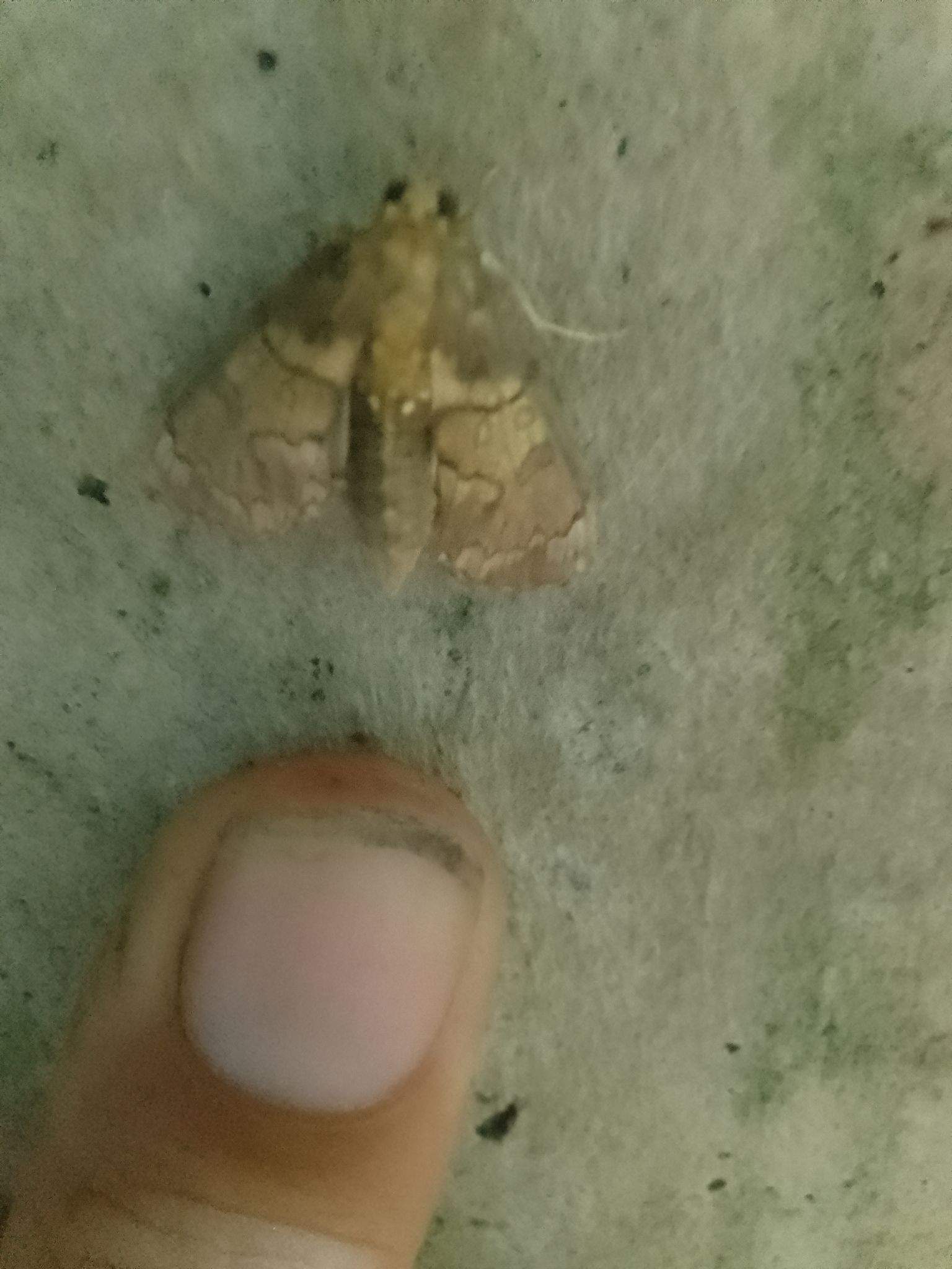 Megastes pusialis