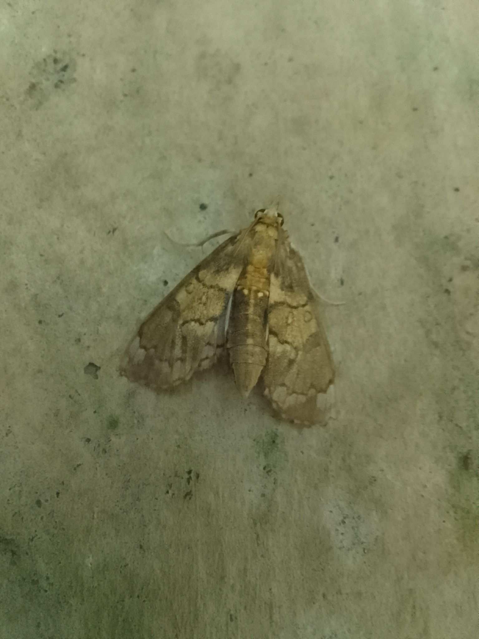 Megastes pusialis