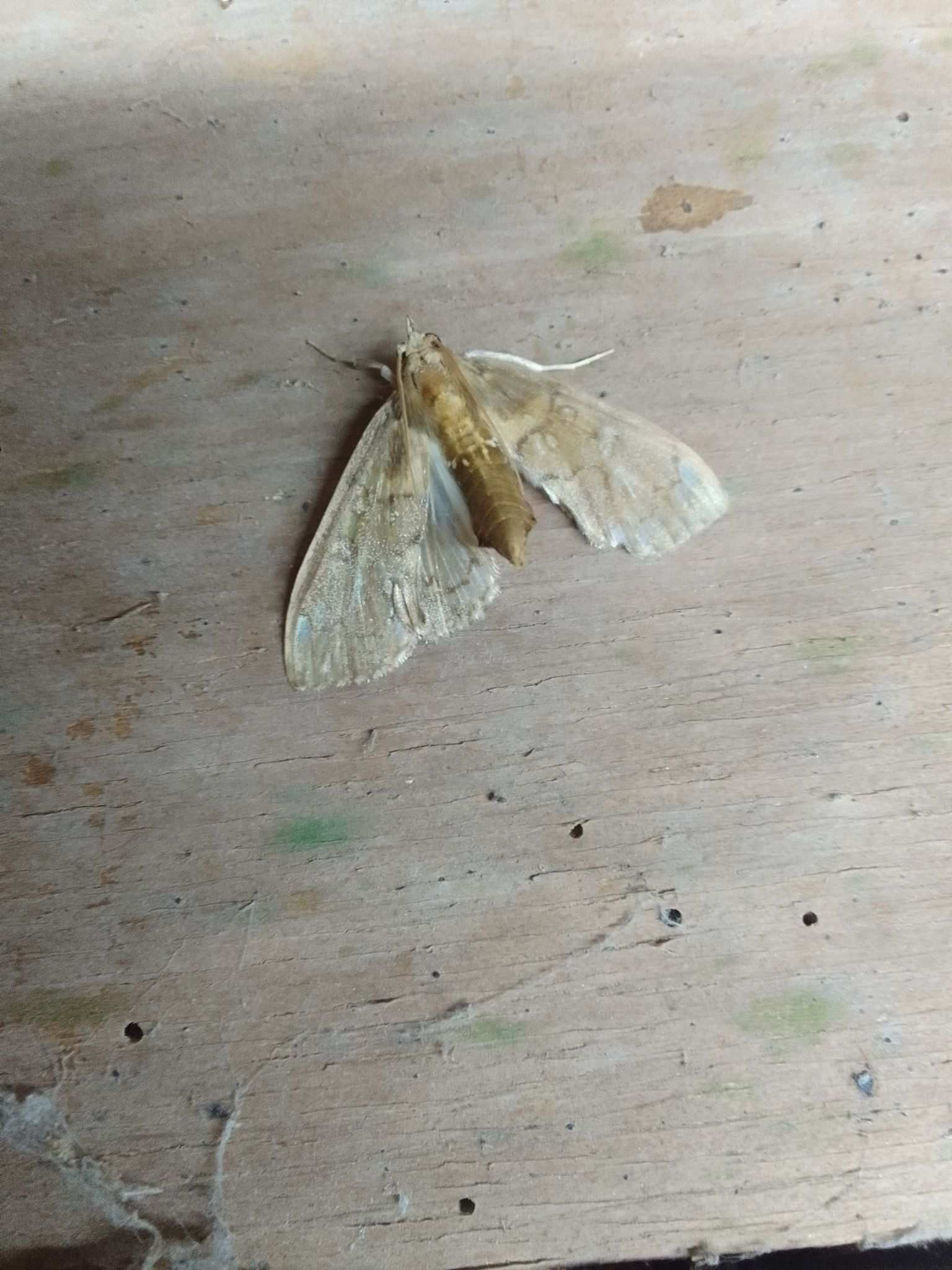 Megastes pusialis