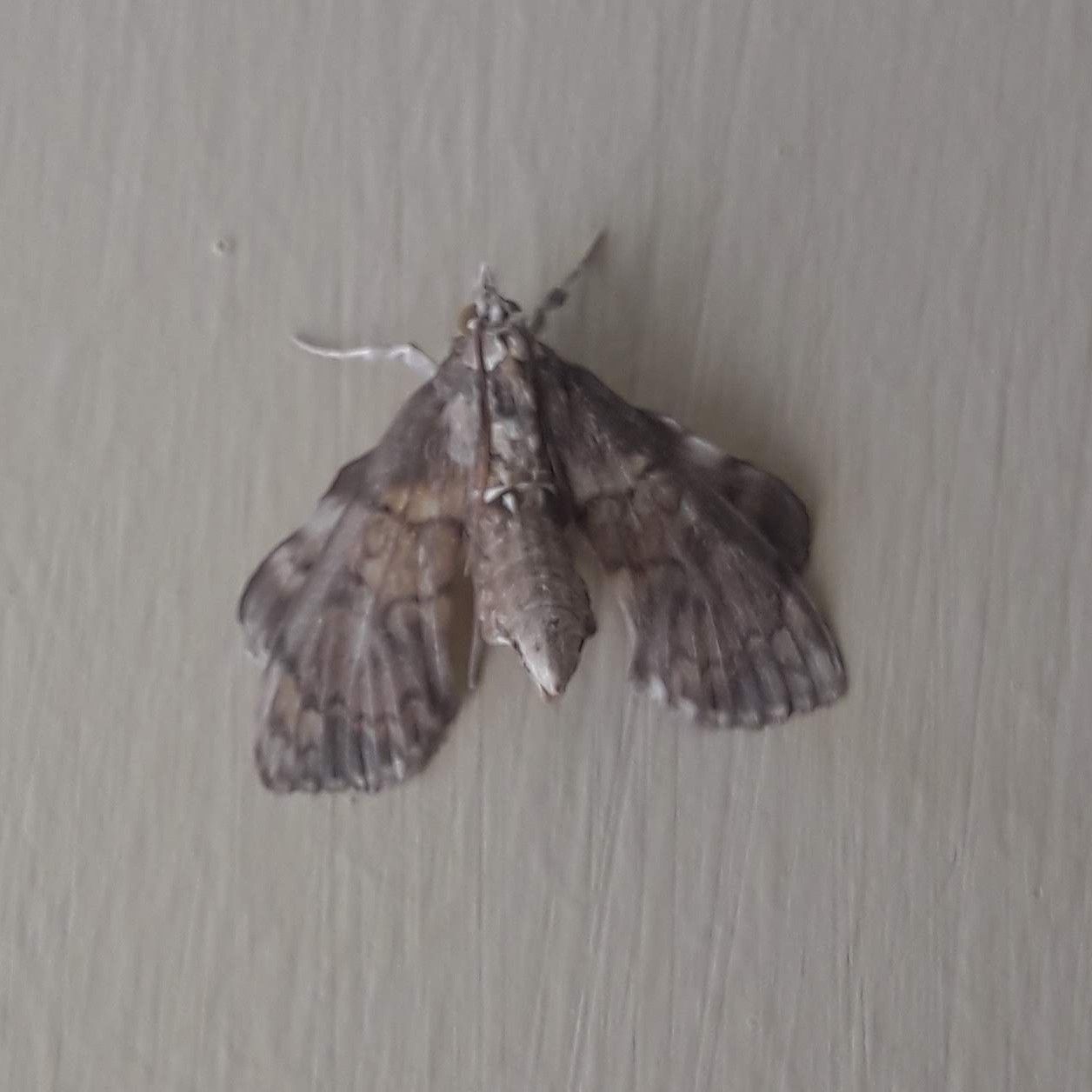 Megastes pusialis