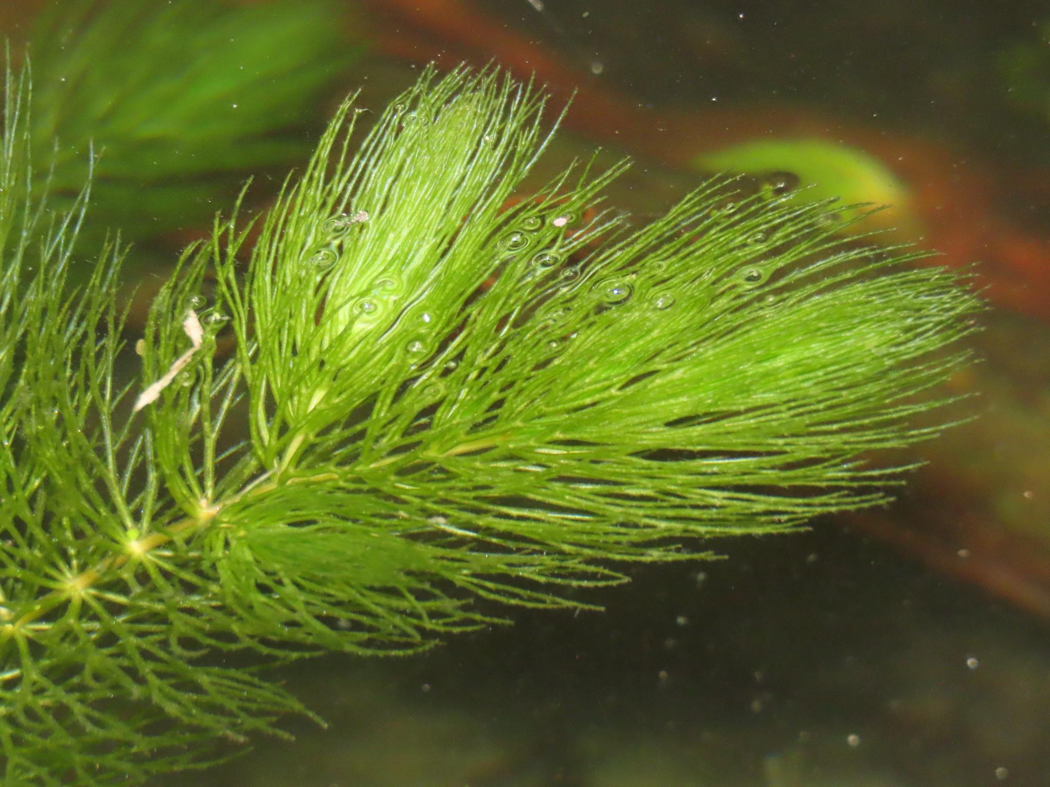 Ceratophyllum demersum