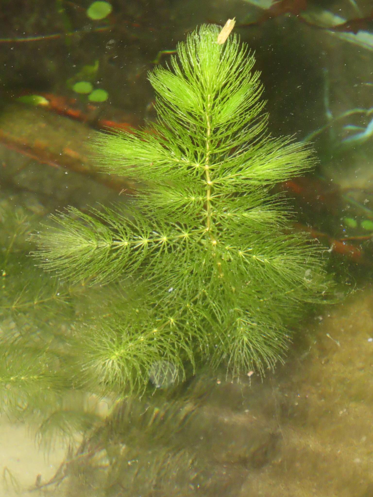 Ceratophyllum demersum
