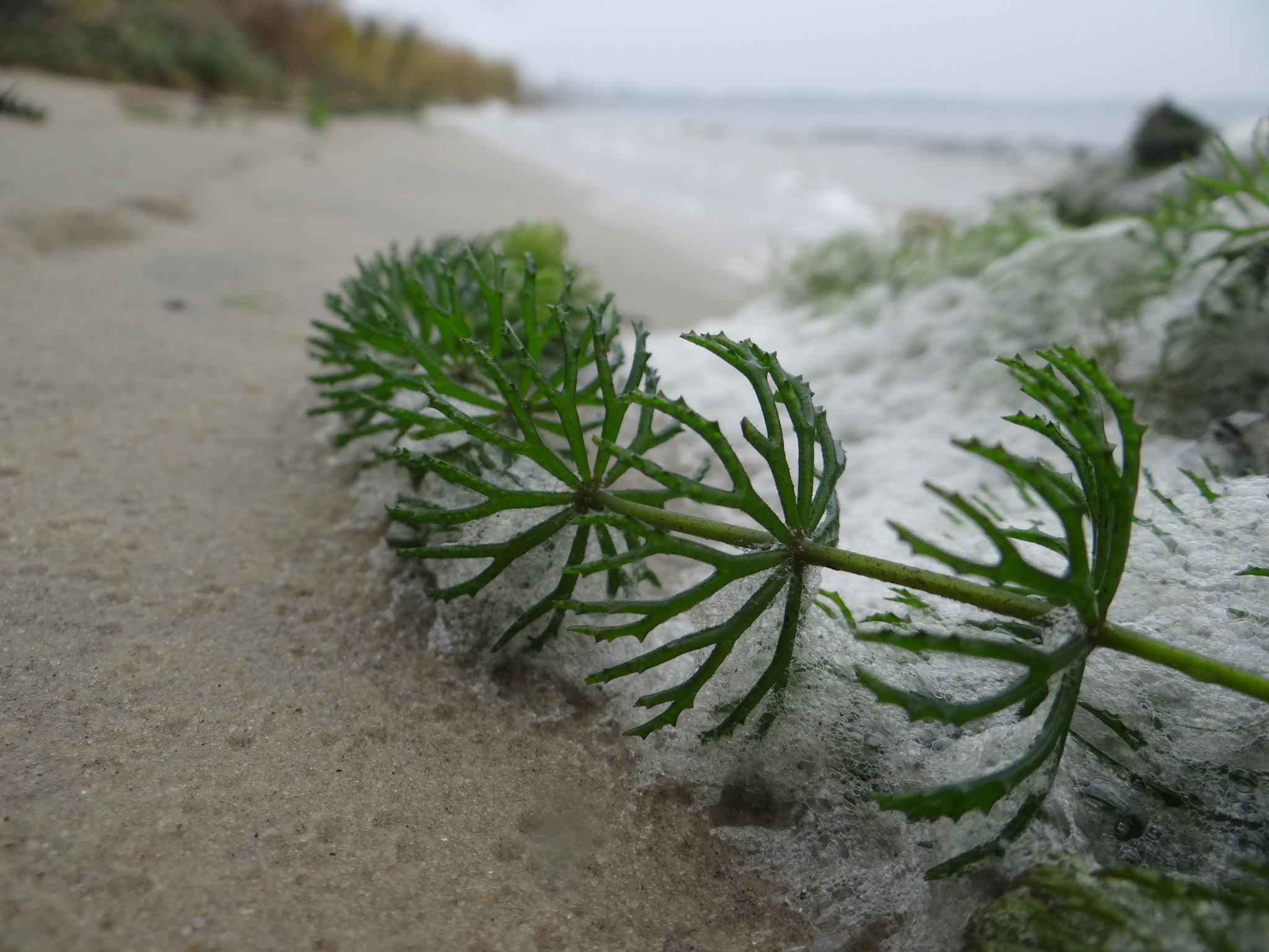 Ceratophyllum demersum