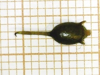 Ceratophyllum demersum