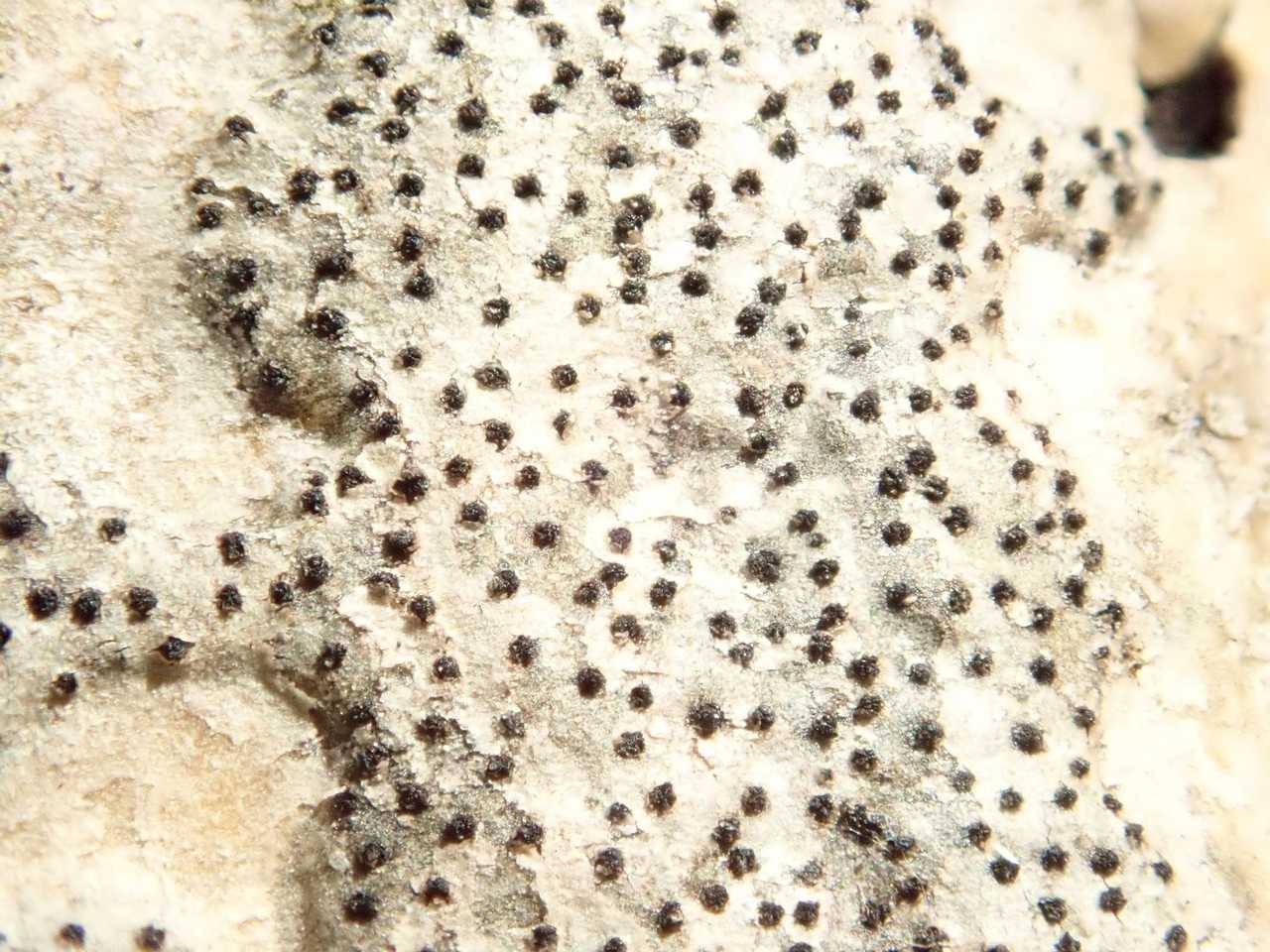 Cryptosphaeria ligniota