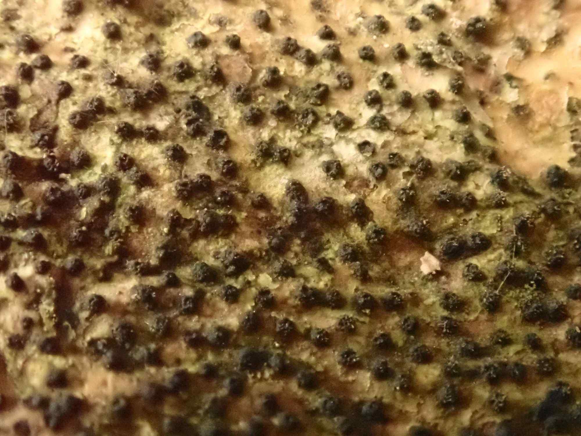 Cryptosphaeria ligniota