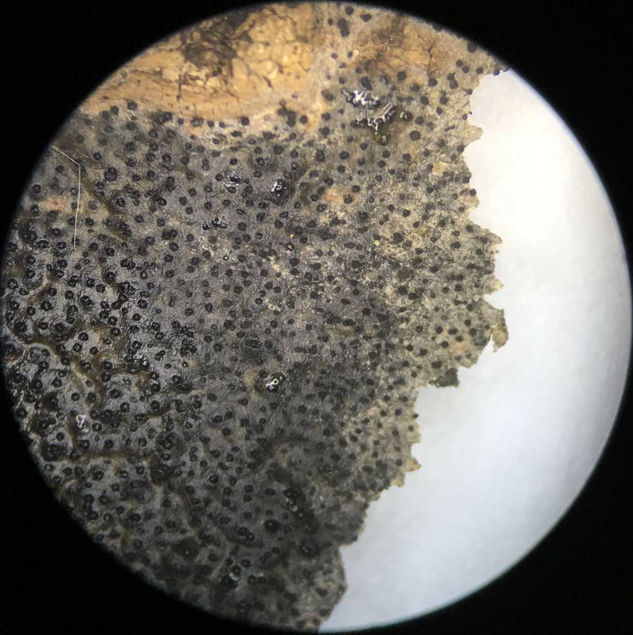 Cryptosphaeria ligniota
