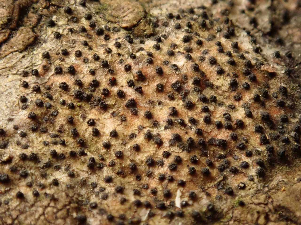 Cryptosphaeria ligniota