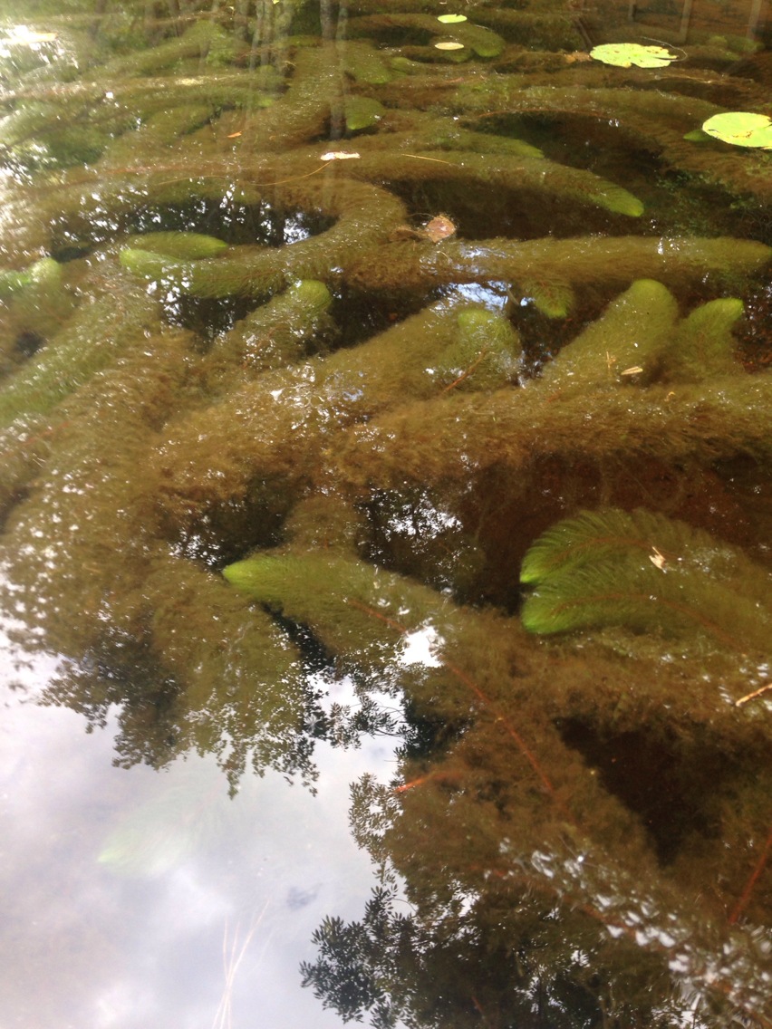 Myriophyllum heterophyllum