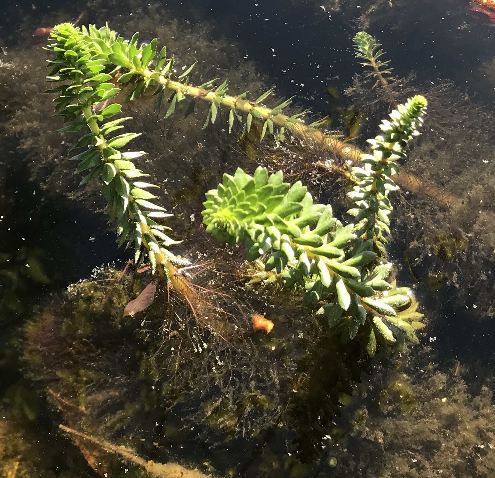 Myriophyllum heterophyllum