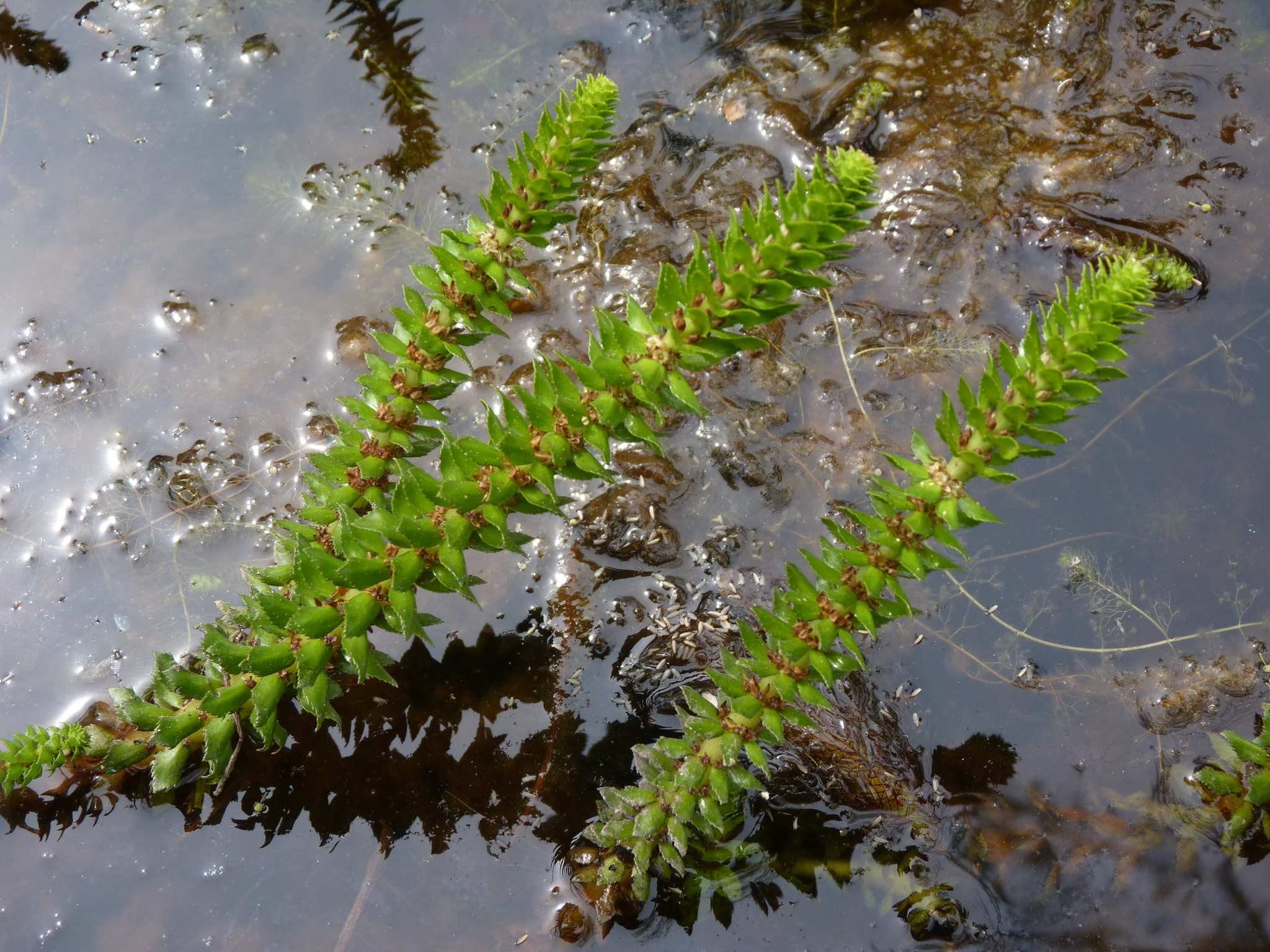 Myriophyllum heterophyllum