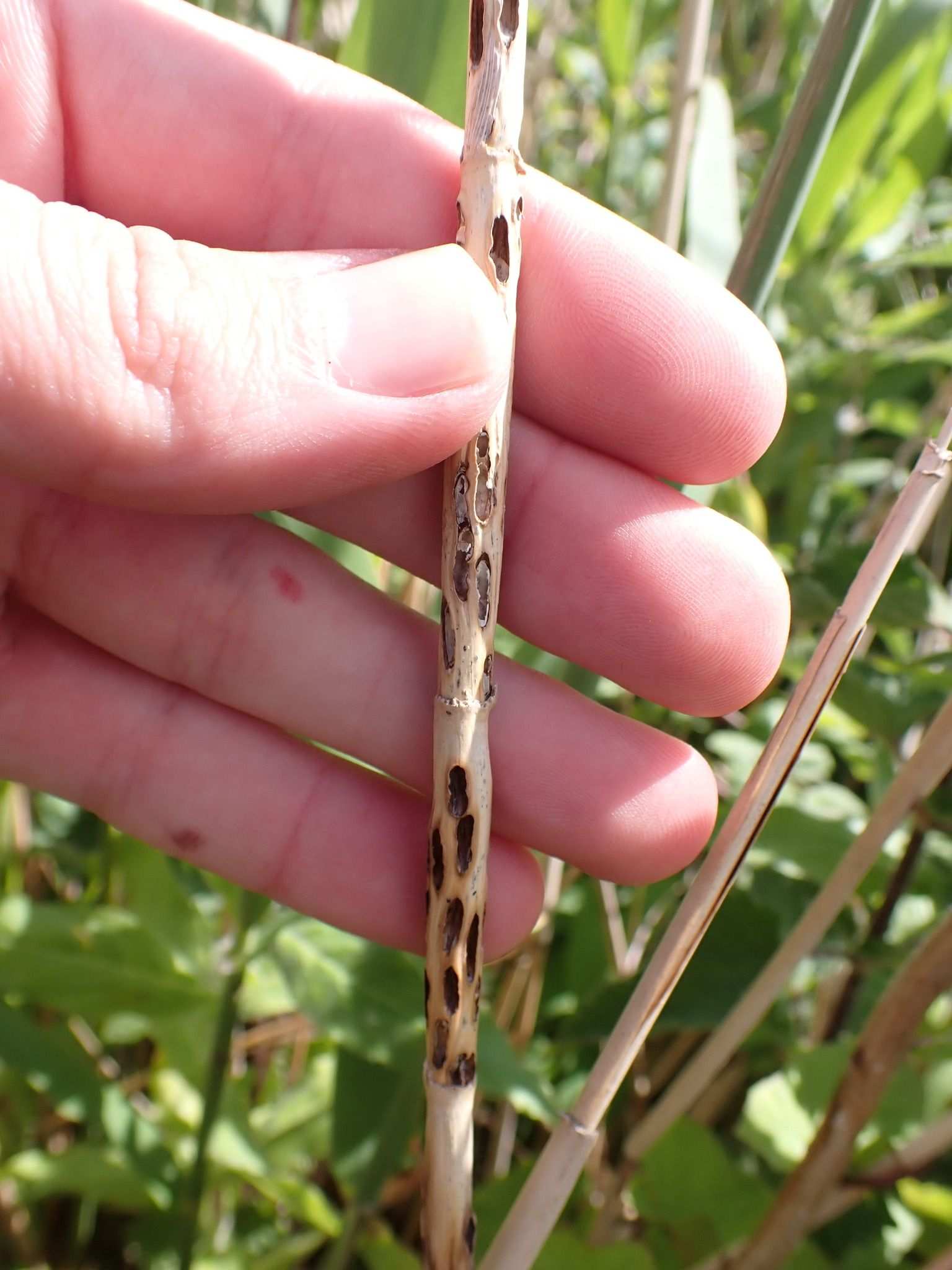 Giraudiella
