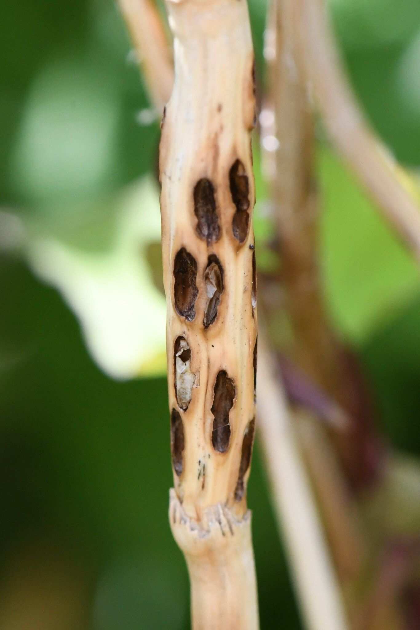 Giraudiella