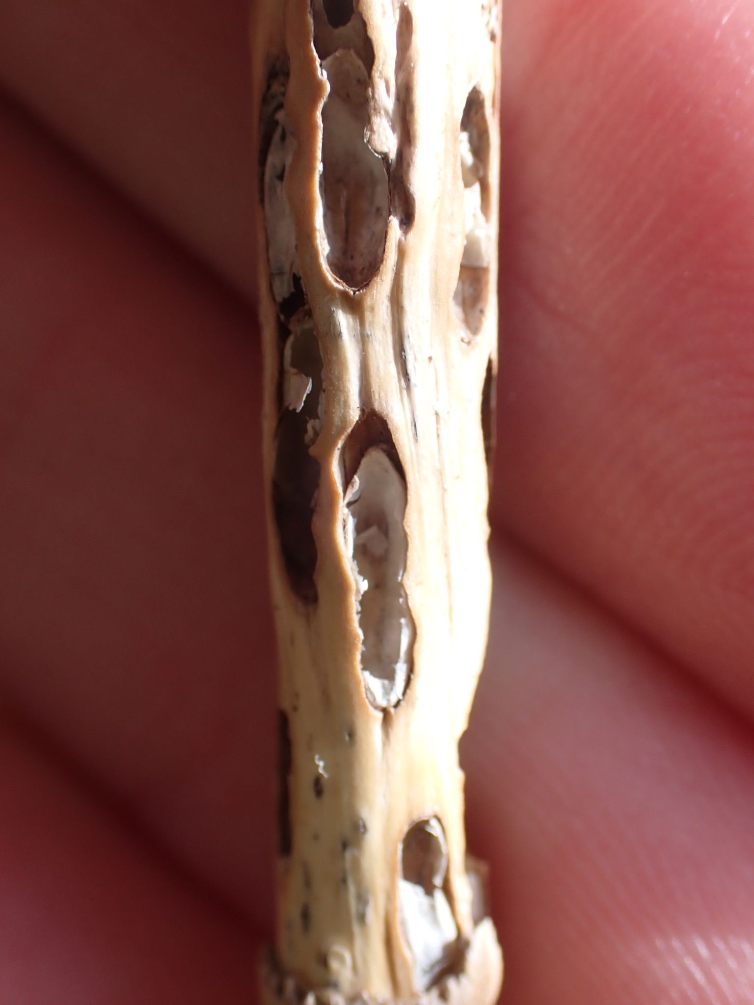 Giraudiella