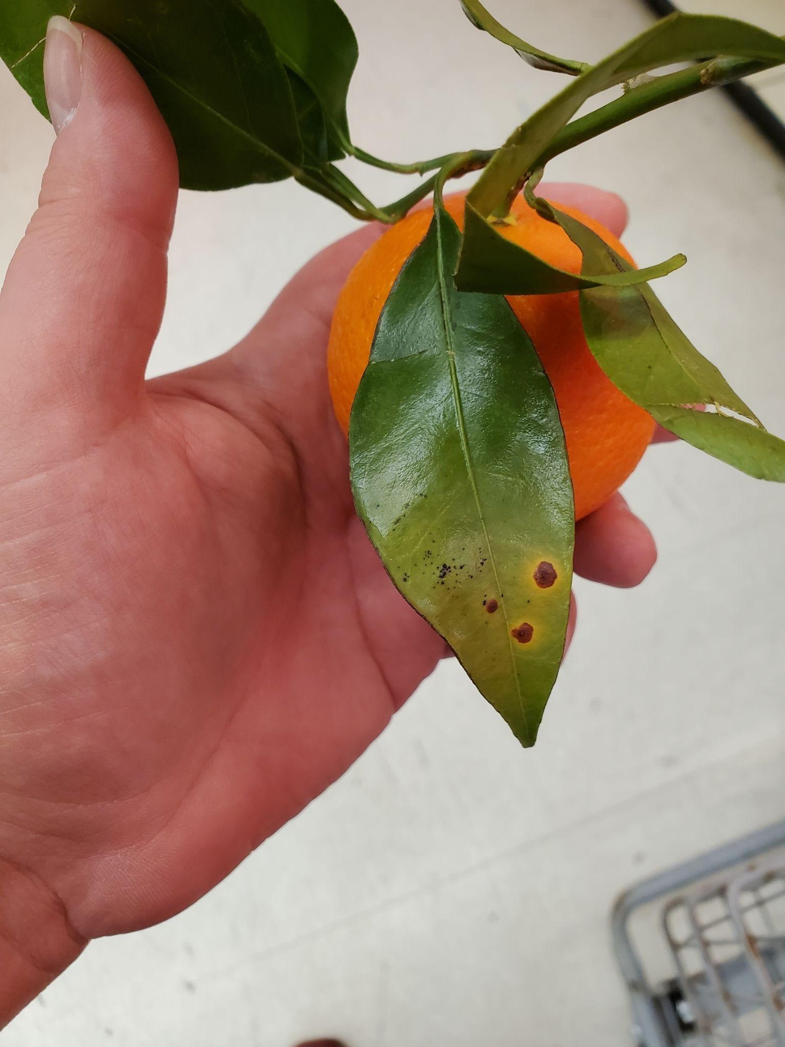 Pseudocercospora angolensis
