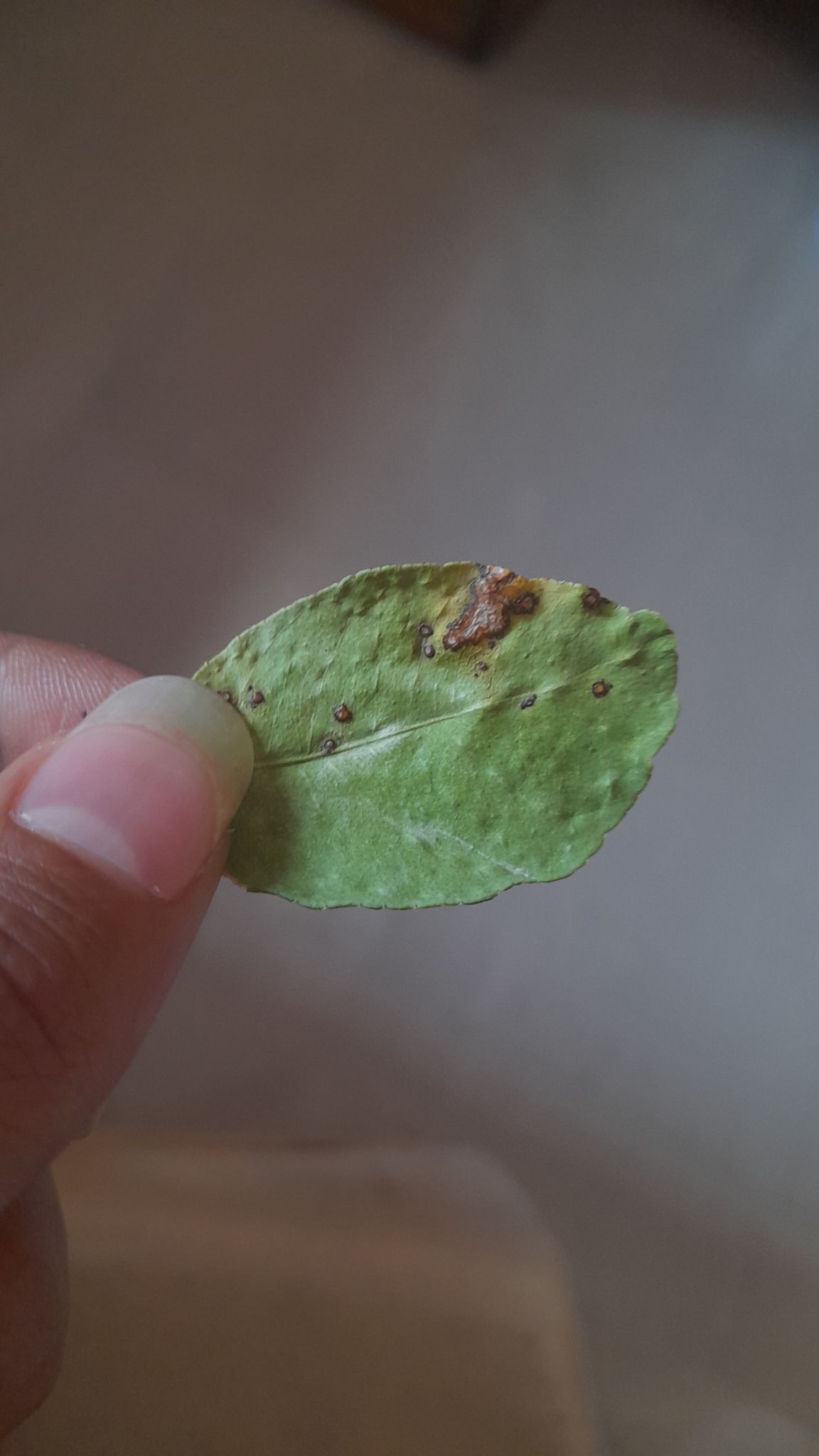 Pseudocercospora angolensis