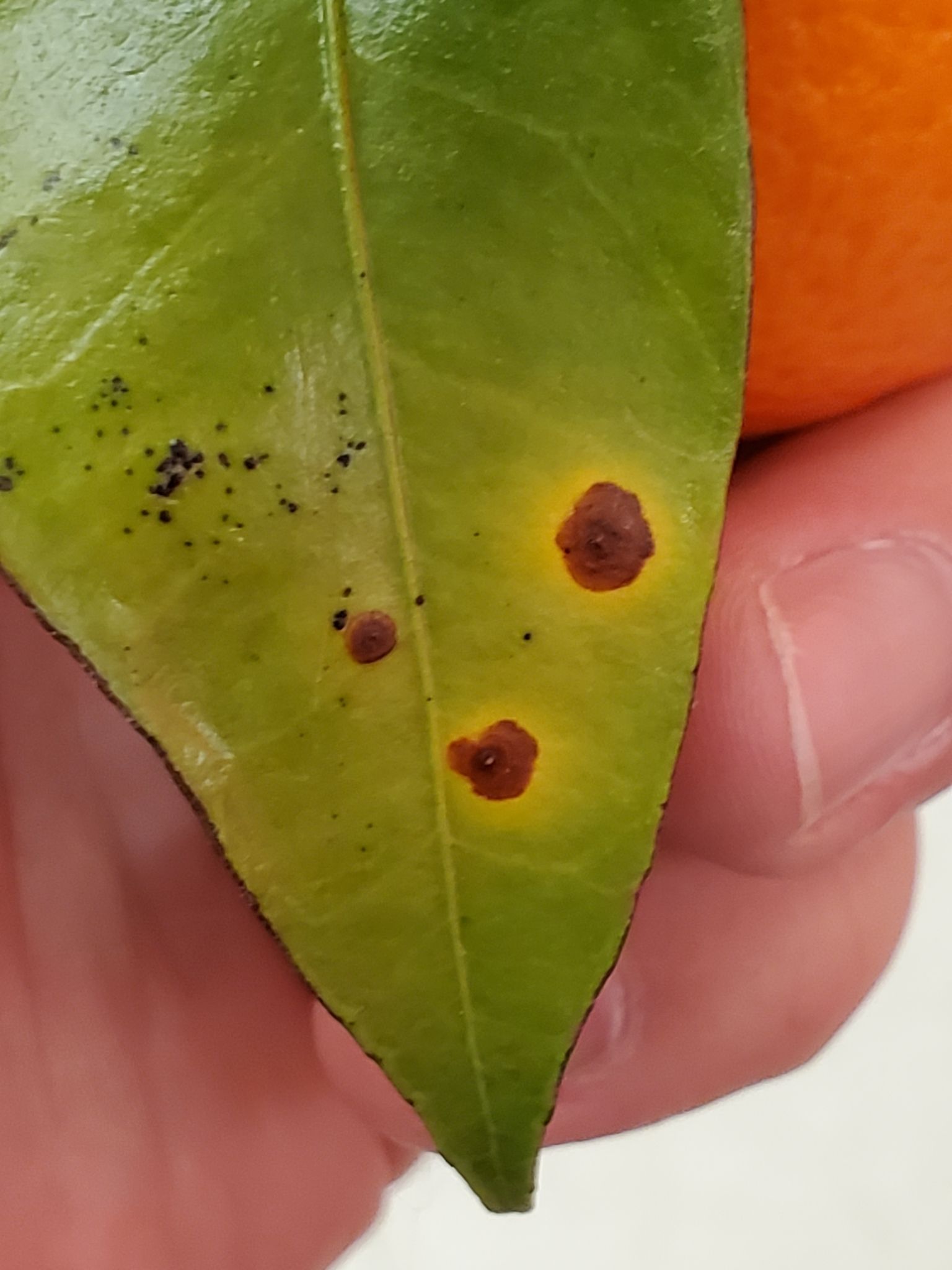 Pseudocercospora angolensis