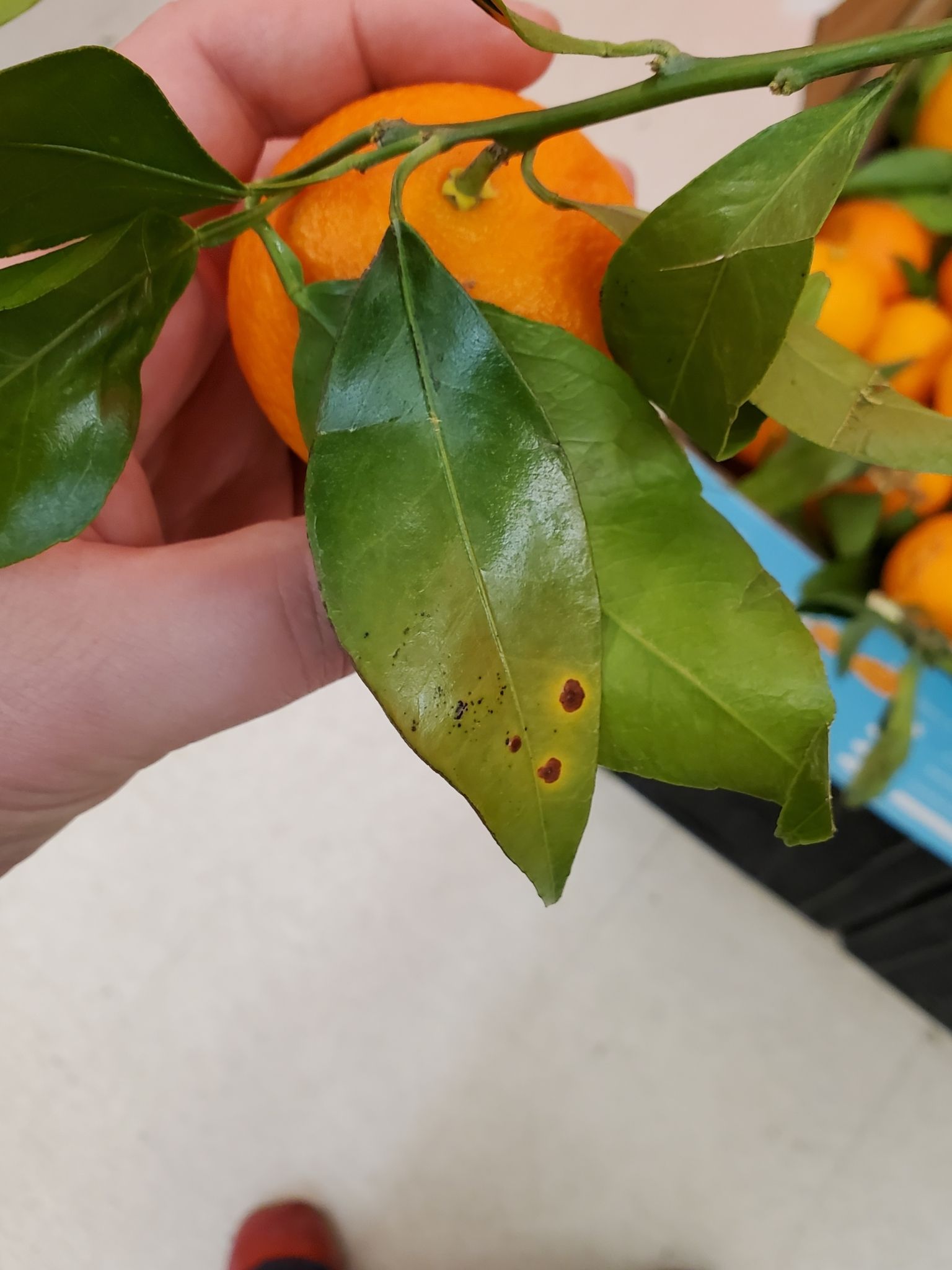 Pseudocercospora angolensis
