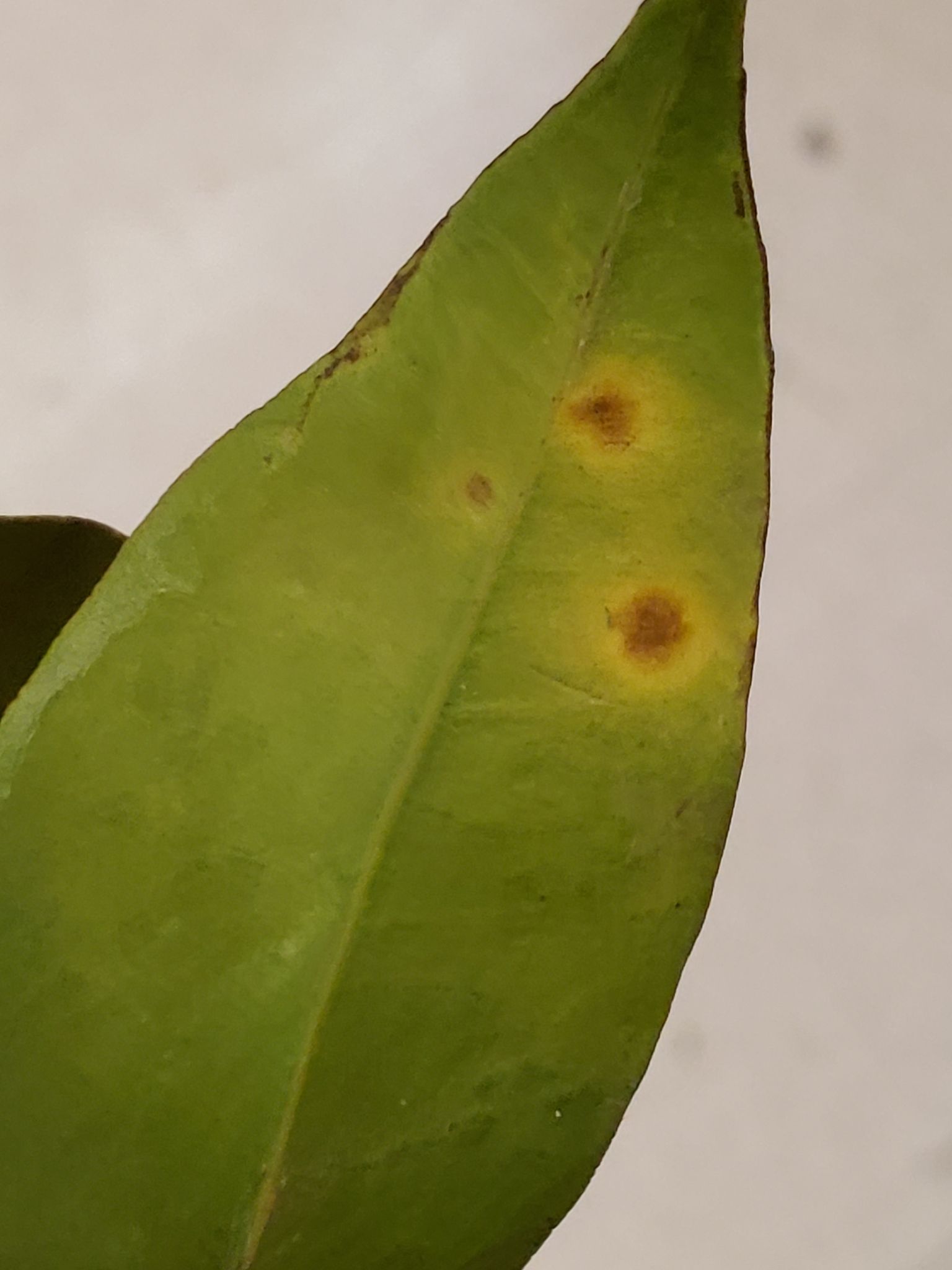 Pseudocercospora angolensis