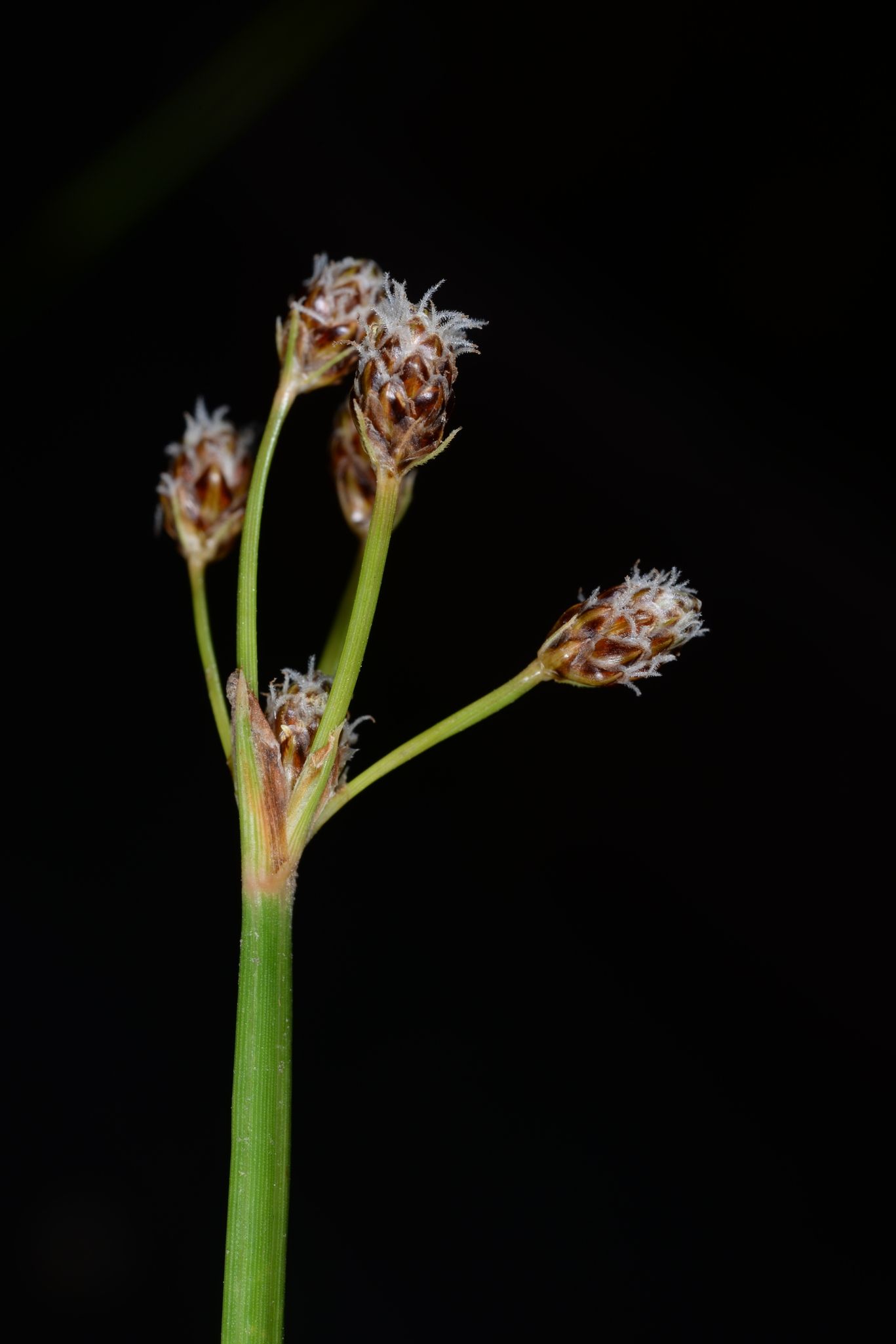 Fimbristylis umbellaris