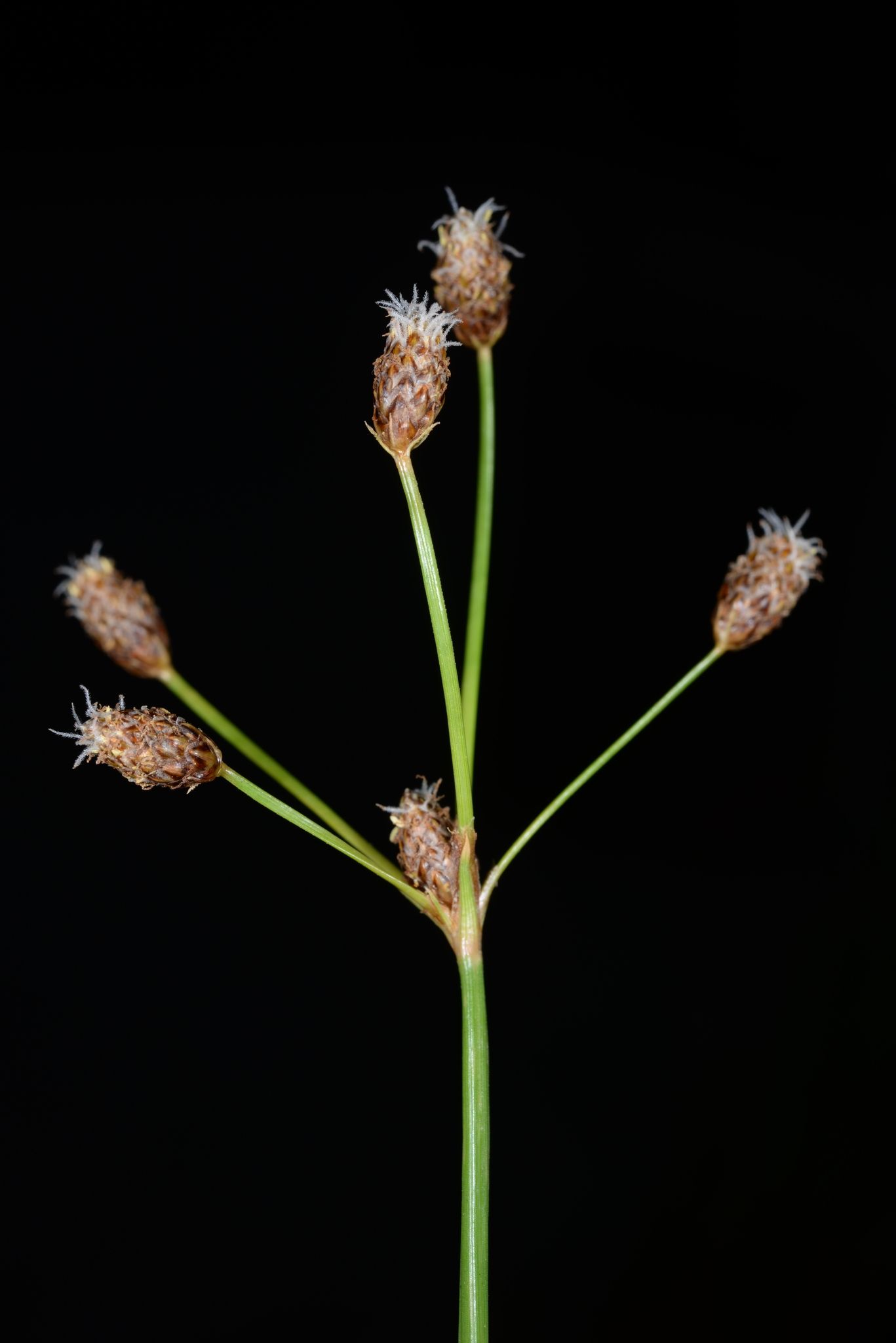 Fimbristylis umbellaris