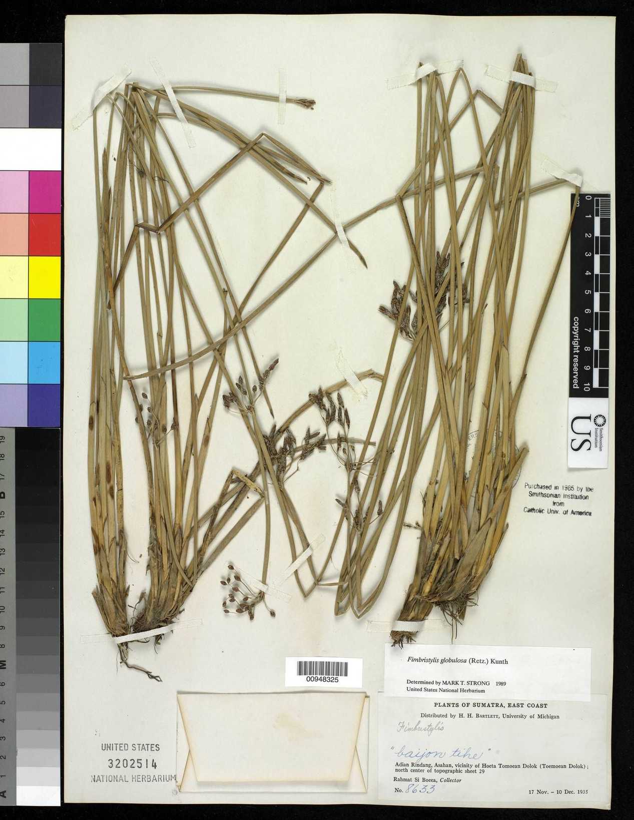 Fimbristylis umbellaris