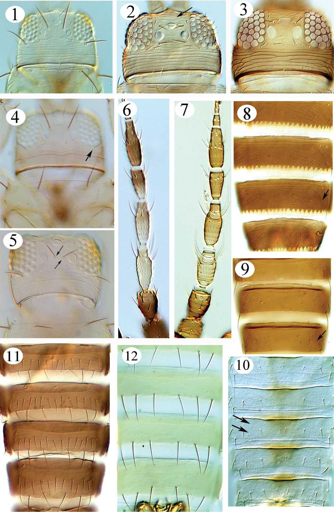 Microcephalothrips abdominalis