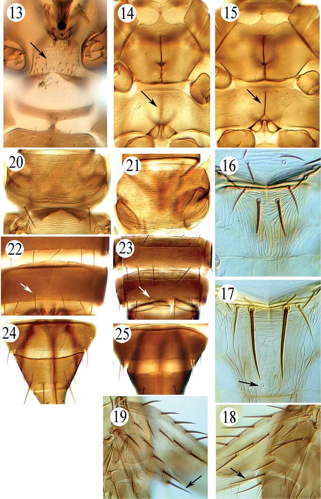 Microcephalothrips abdominalis