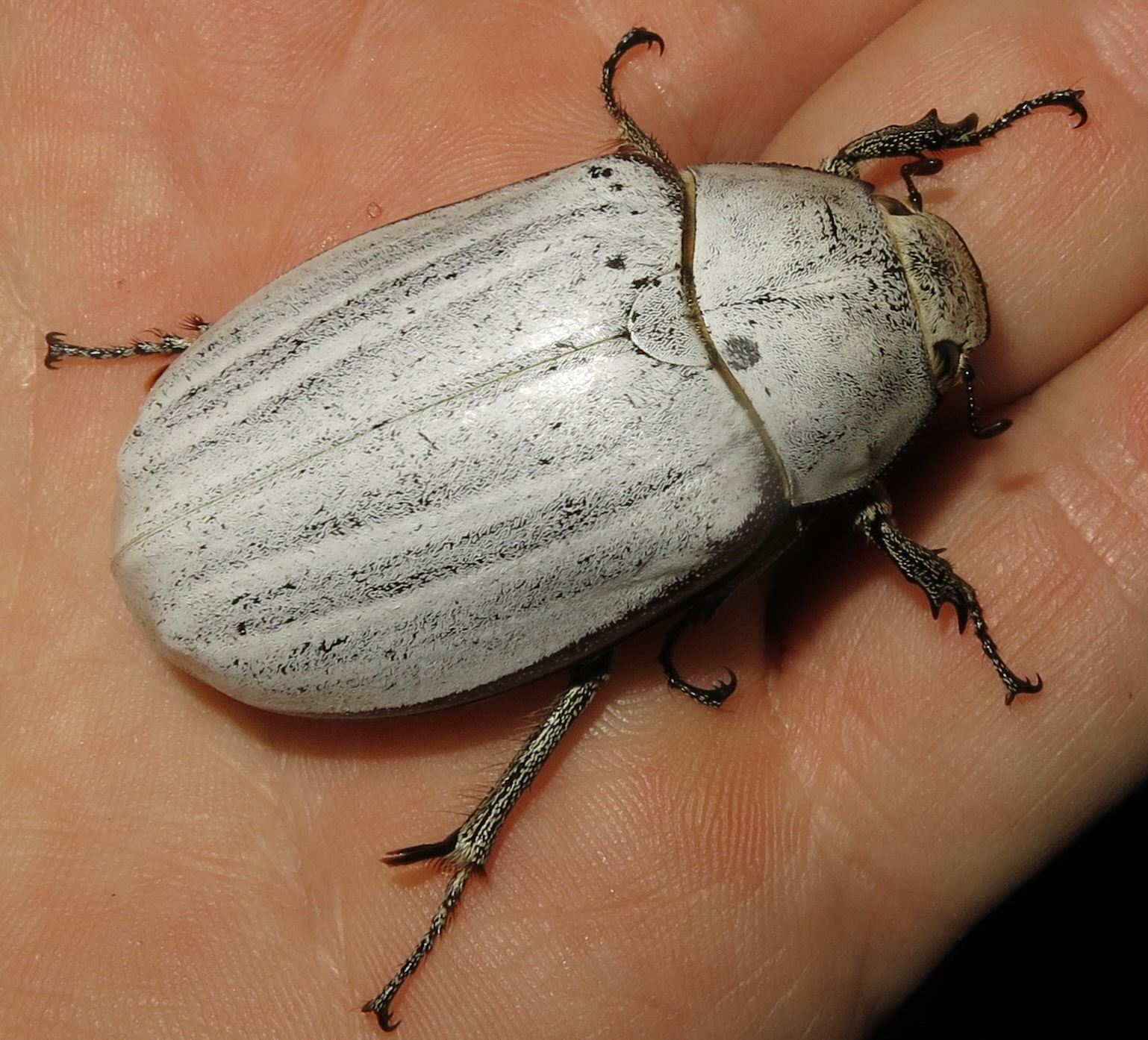 Lepidiota