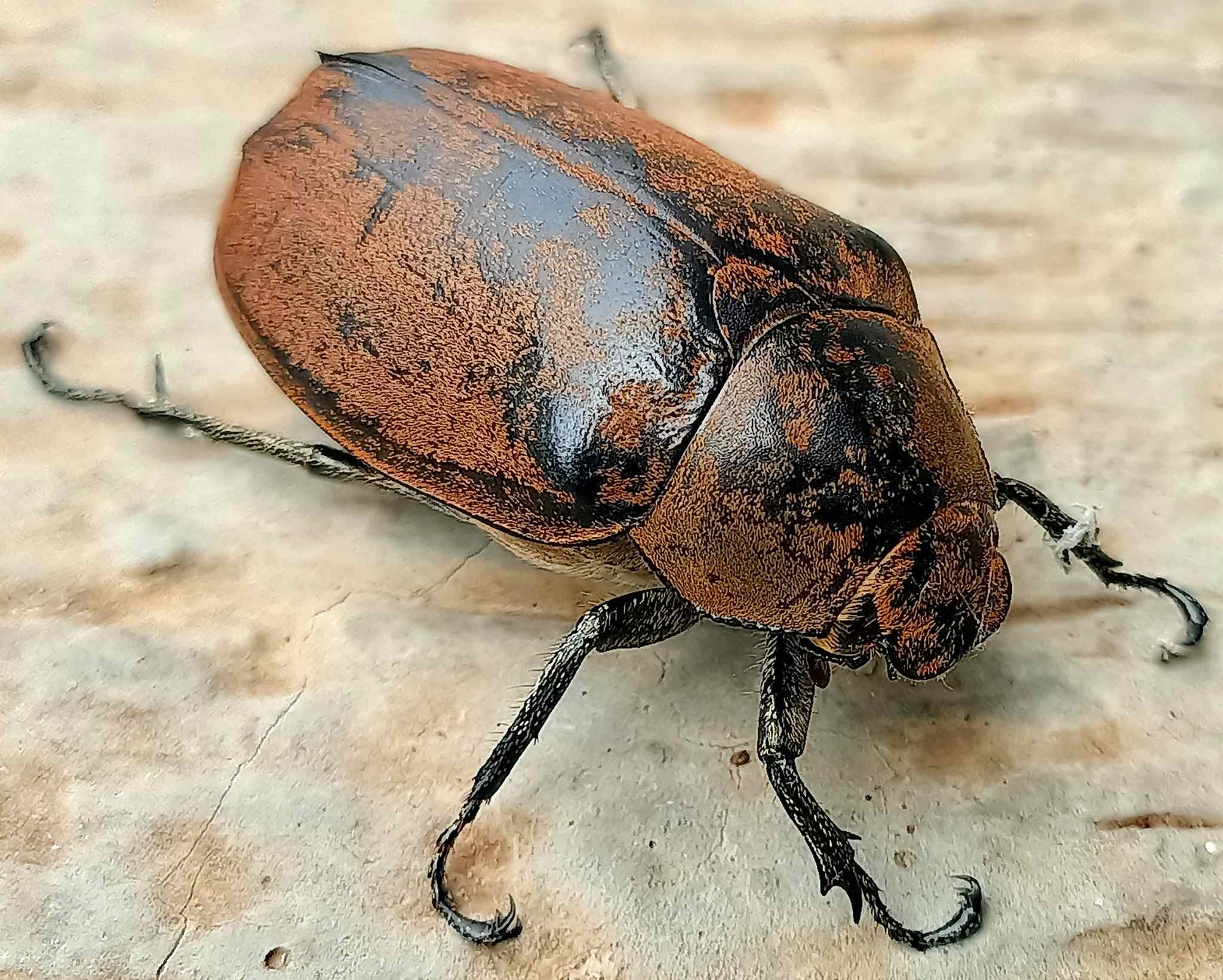 Lepidiota