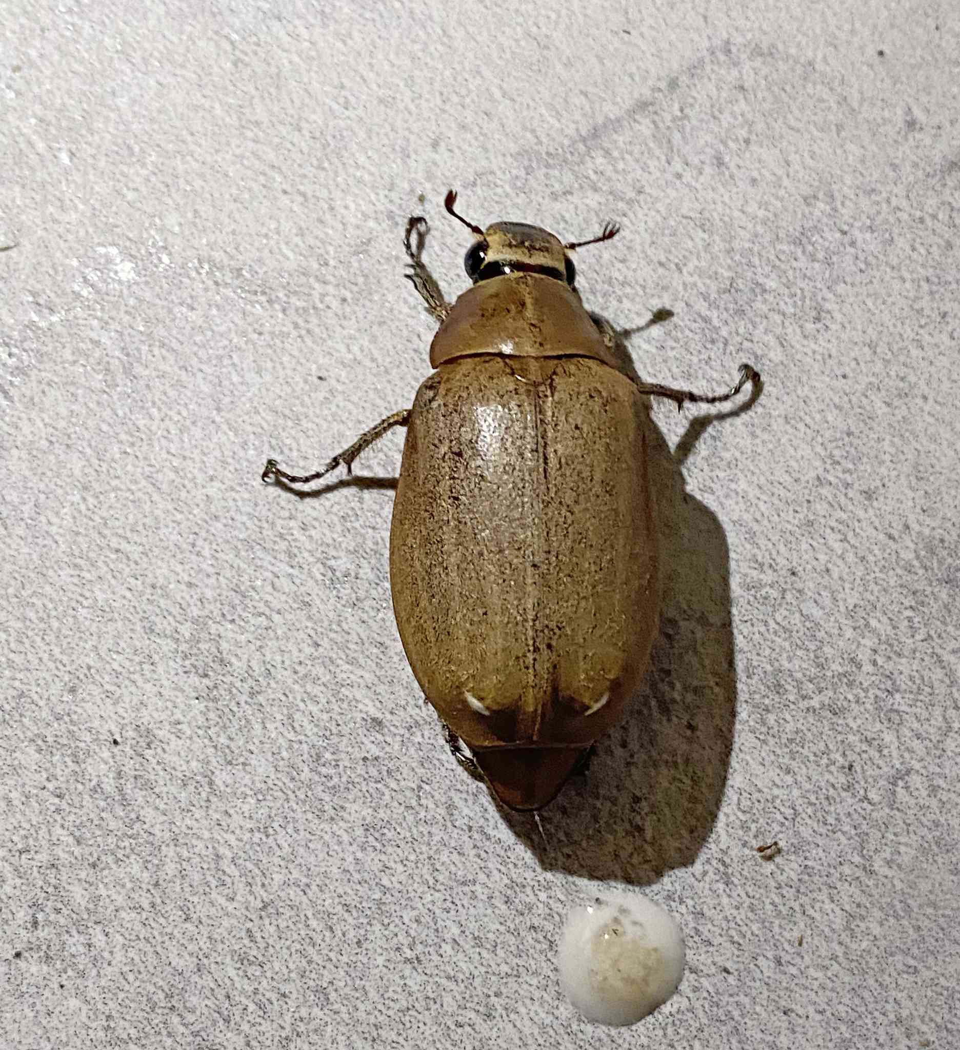 Lepidiota