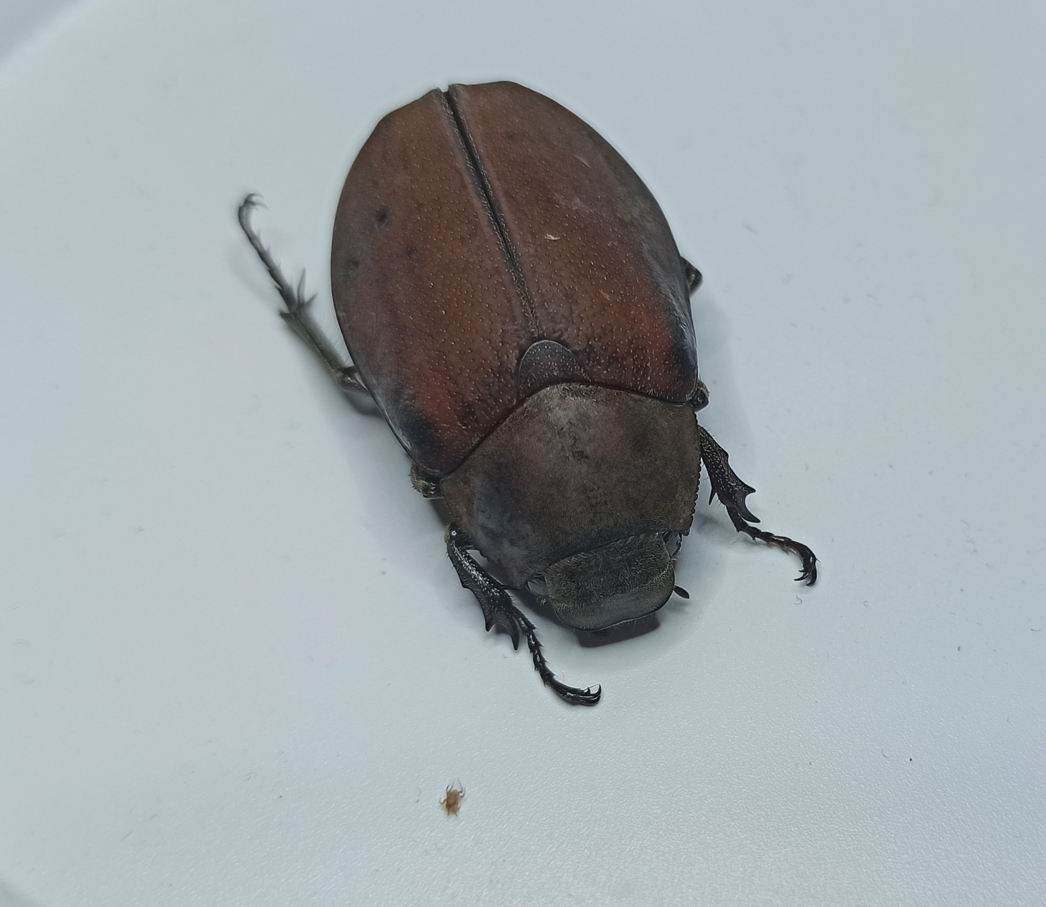 Lepidiota