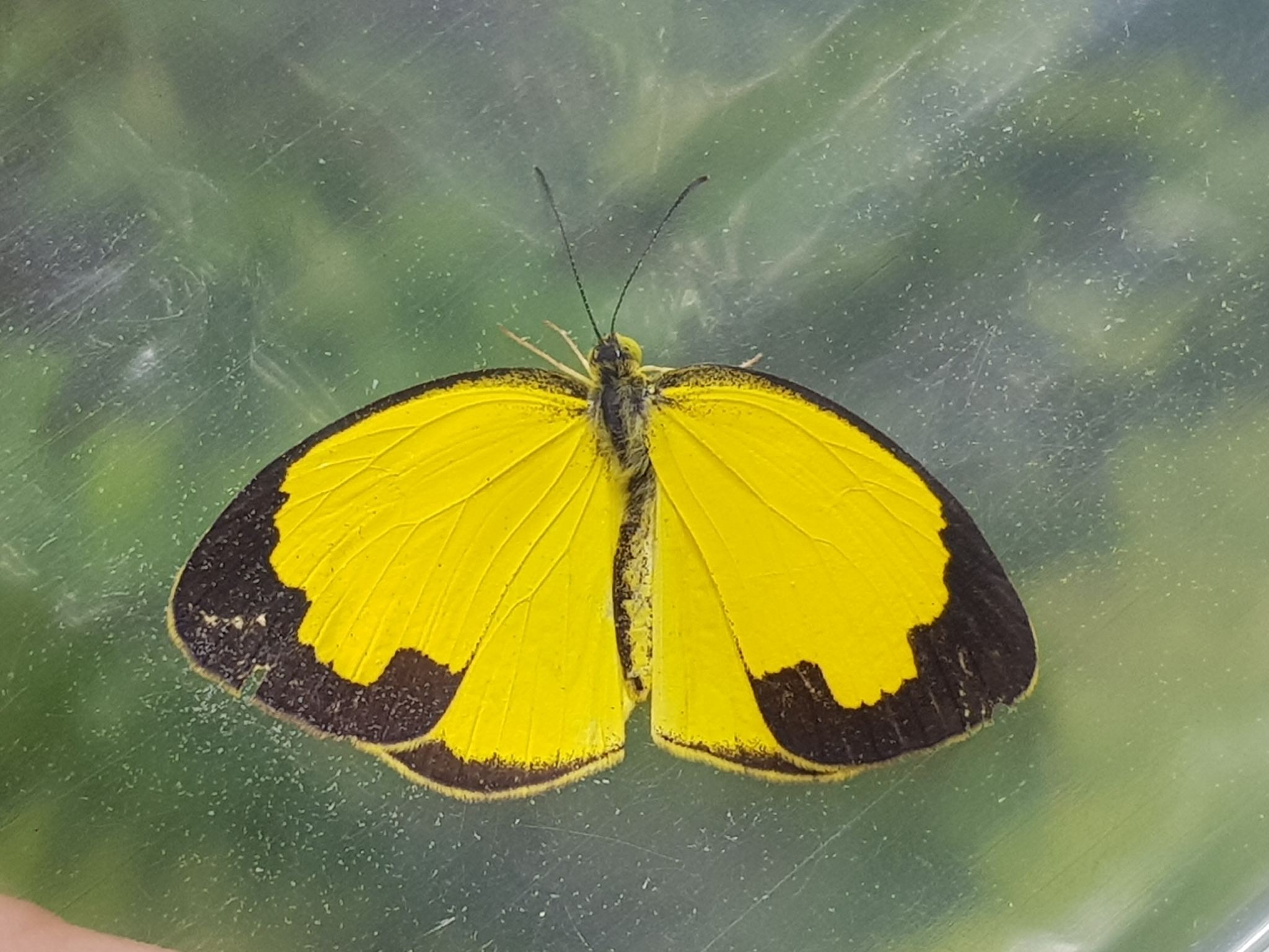 Eurema hecabe