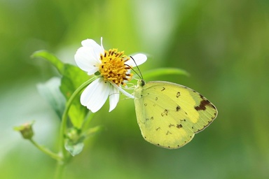 Eurema hecabe