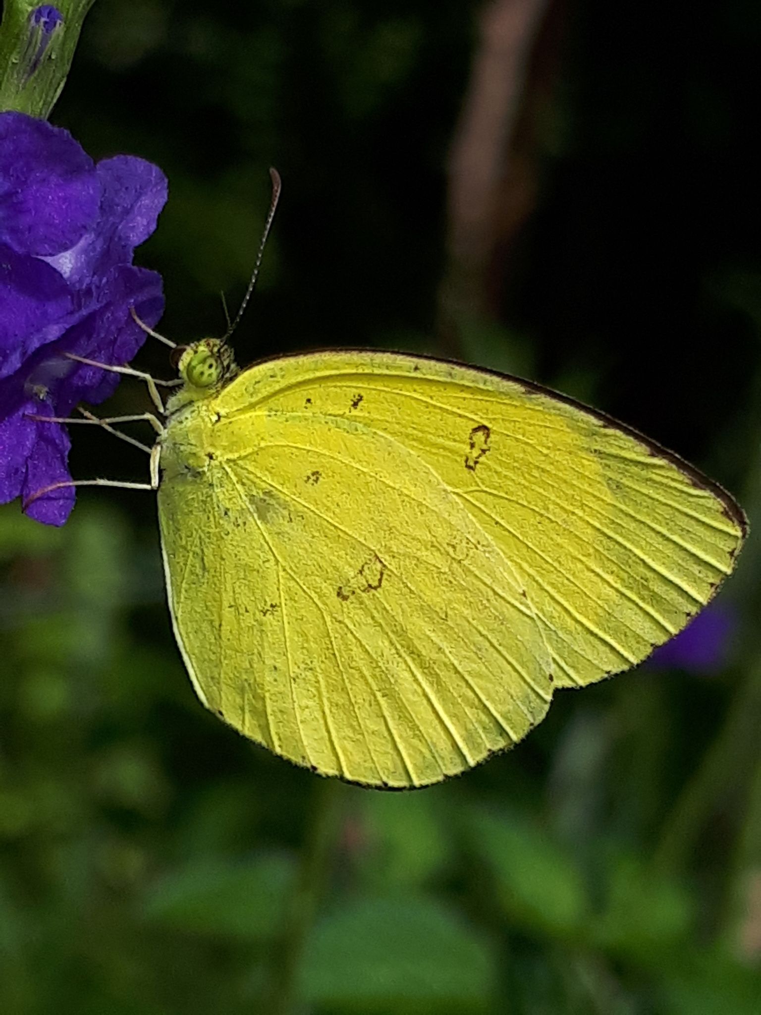 Eurema hecabe