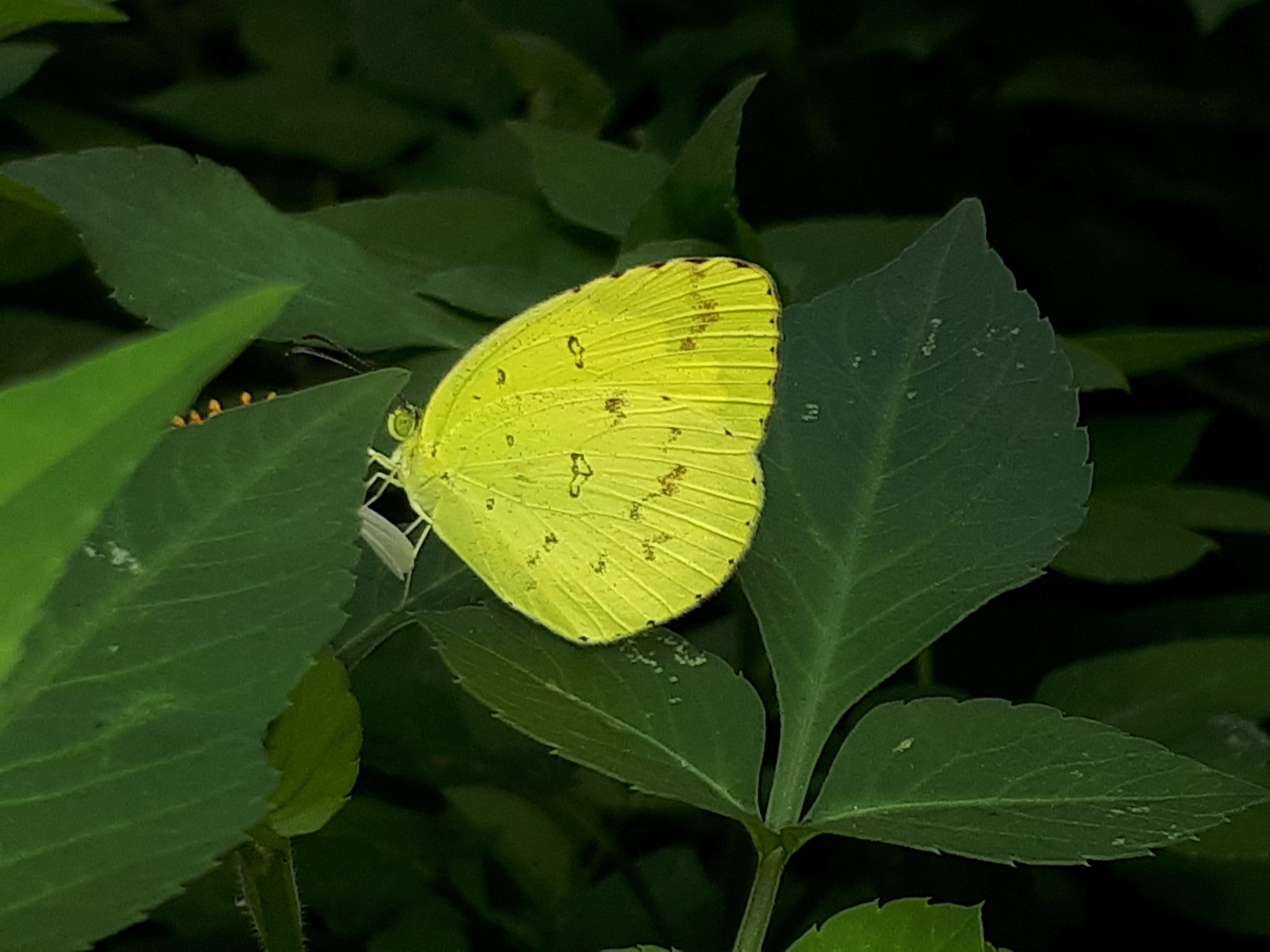 Eurema hecabe