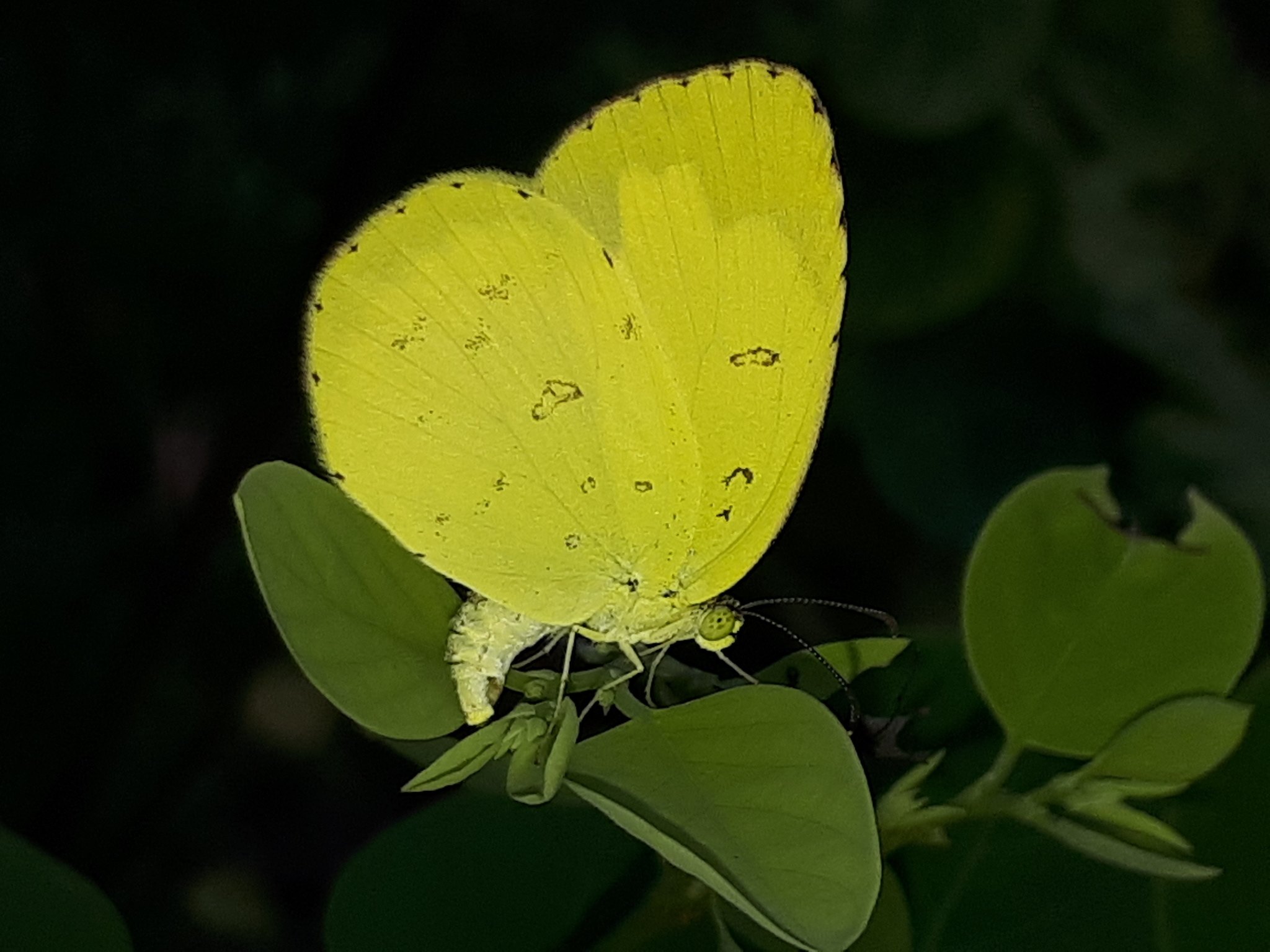 Eurema hecabe