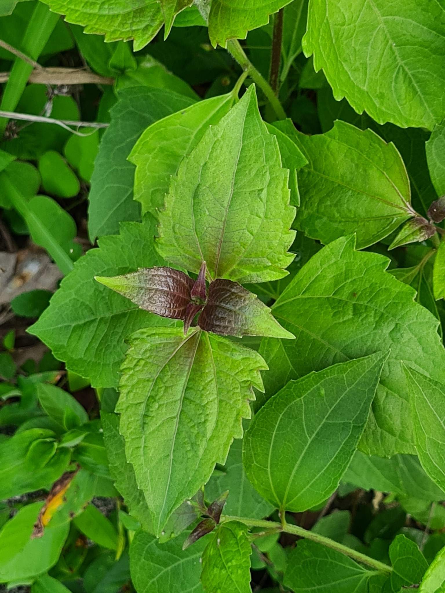 Chromolaena odorata